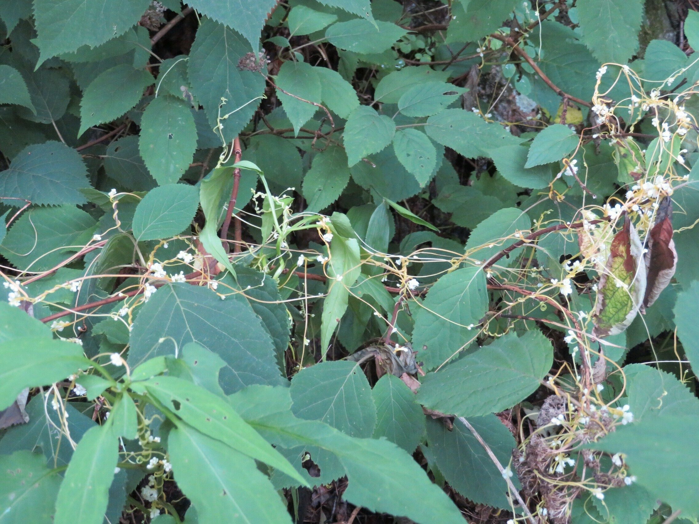 A fair amount of Love Vine along these trails, especially the Freeman Trail.