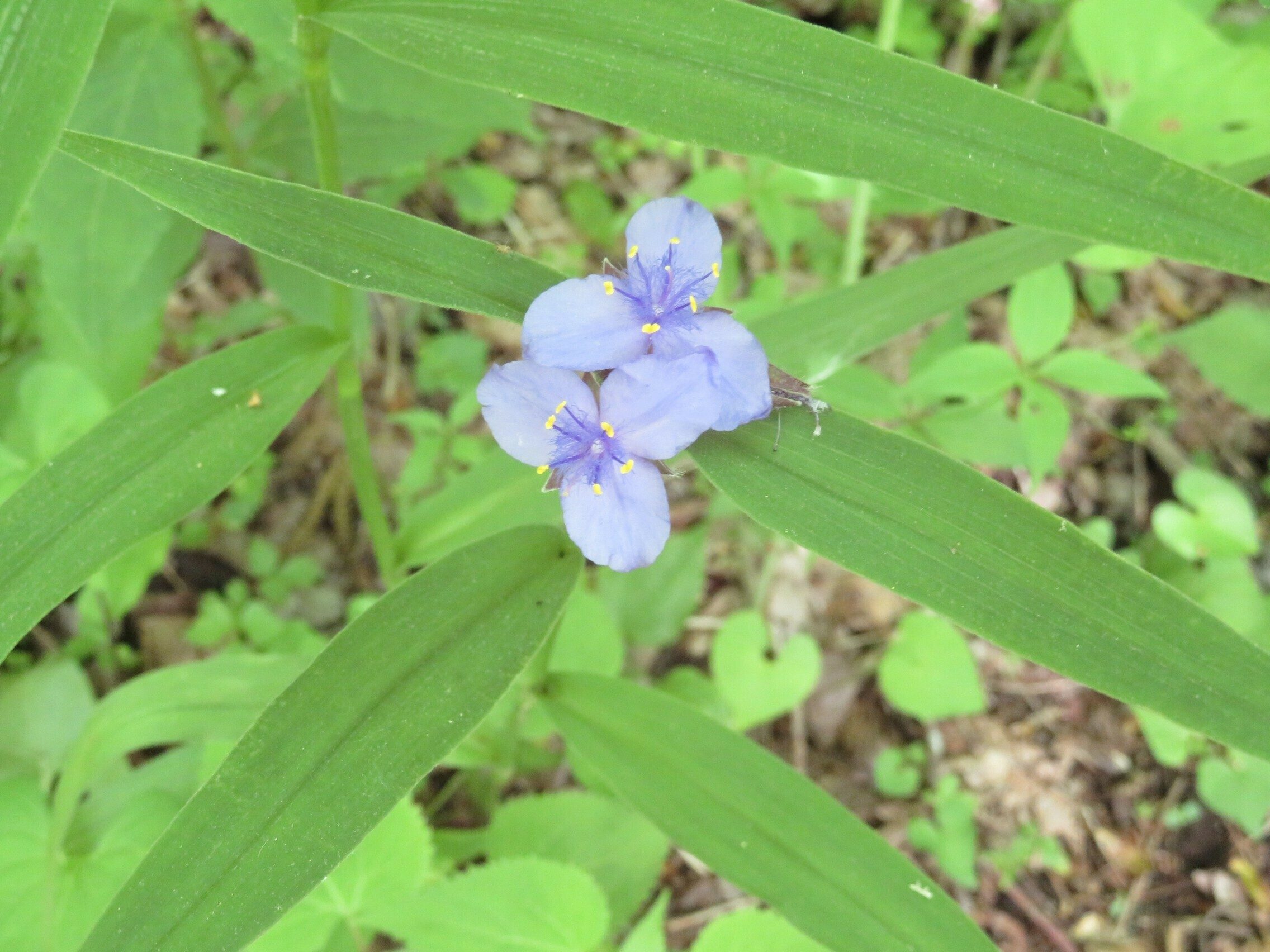 Spiderwort (Tradescantia subaspera)