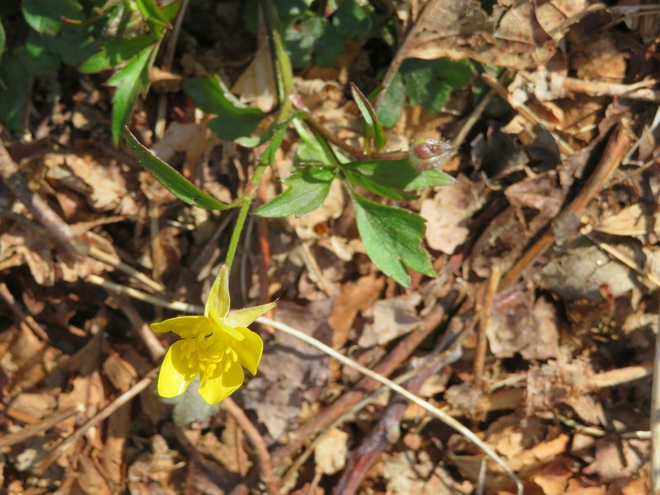 Buttercup, (Ranunculus hispidus)