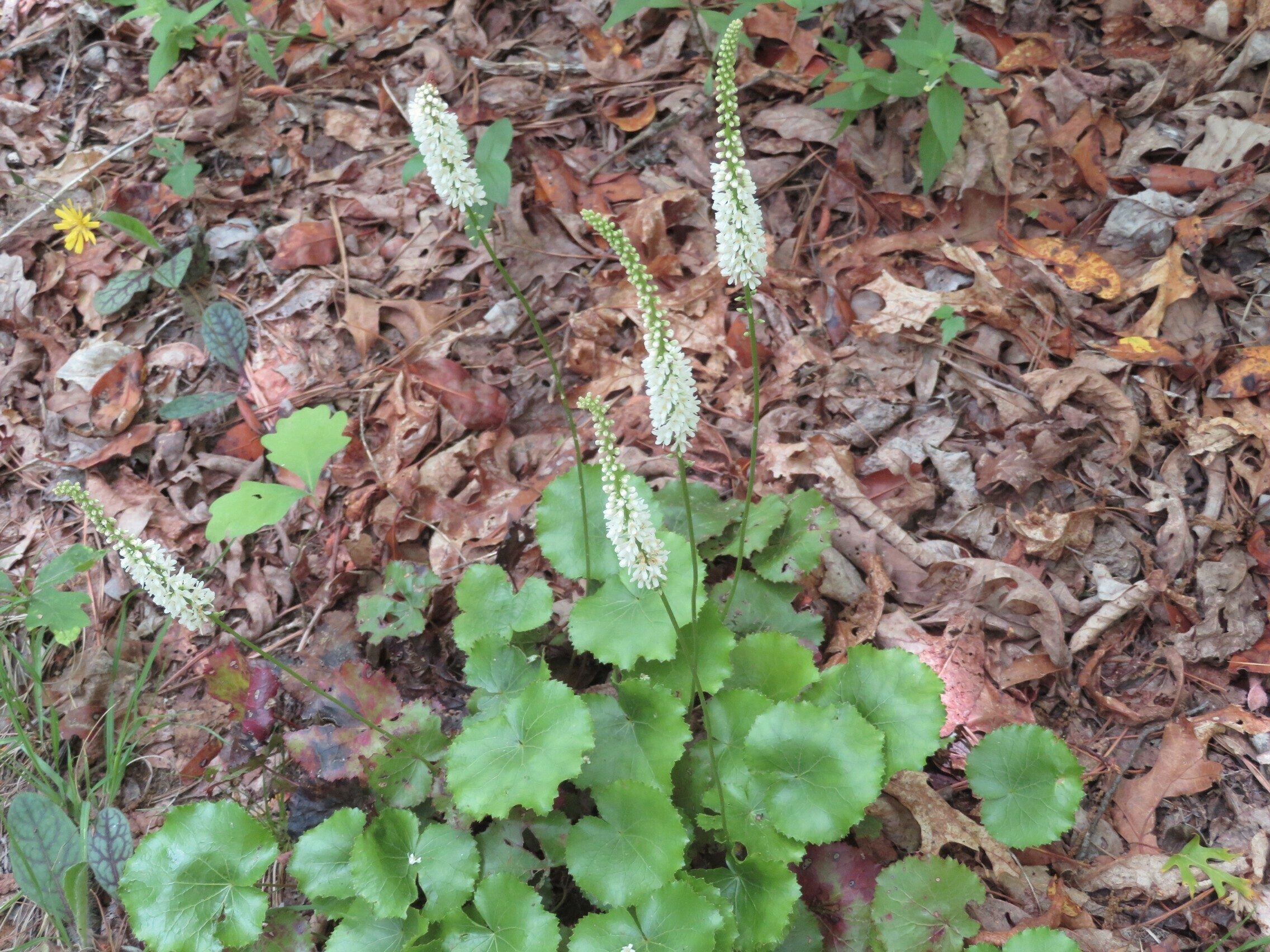 Galax (Galax aphylla)