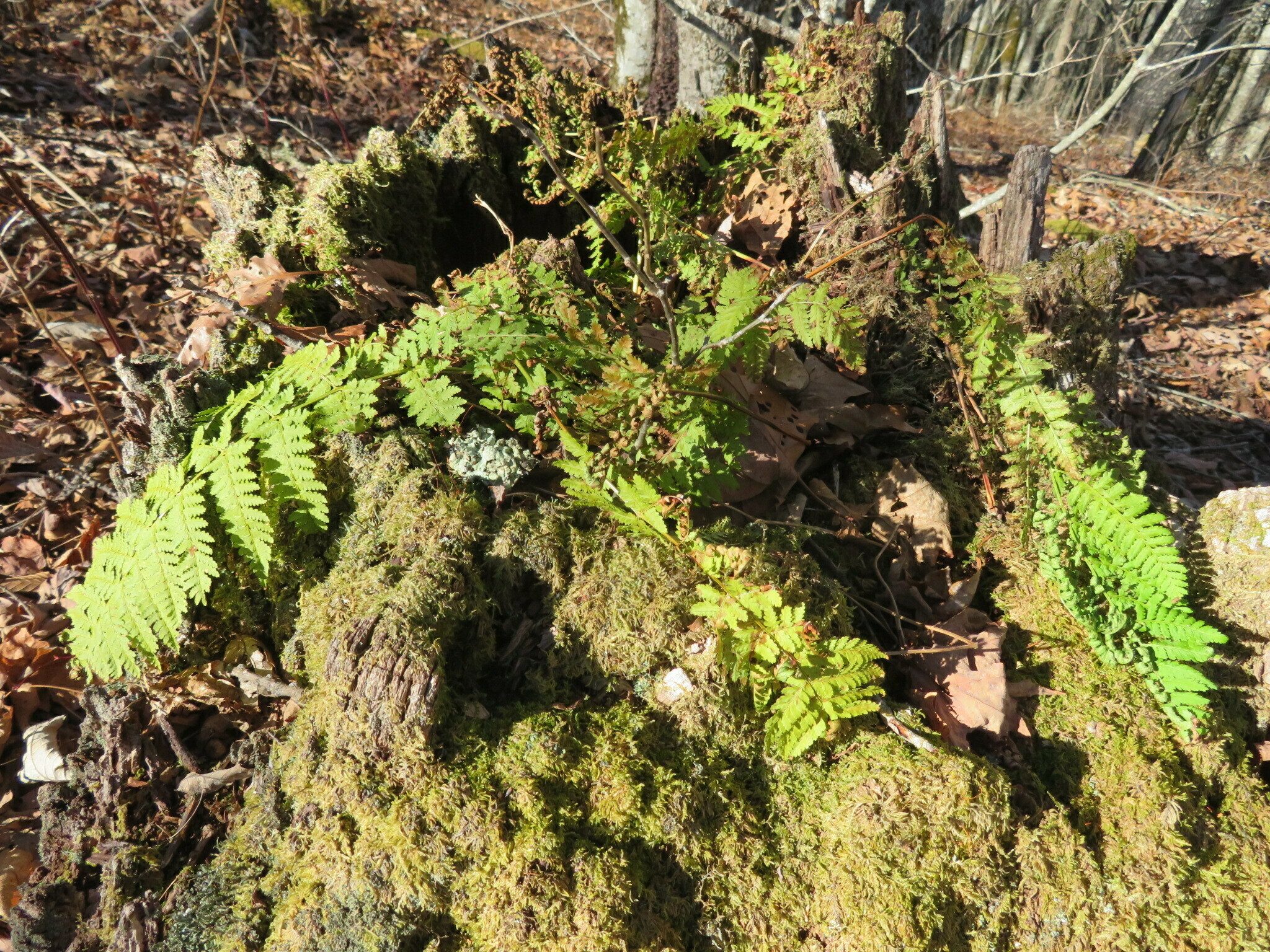 Just an eye catching miniature arrangement of moss and ferns growing atop a tree stump.