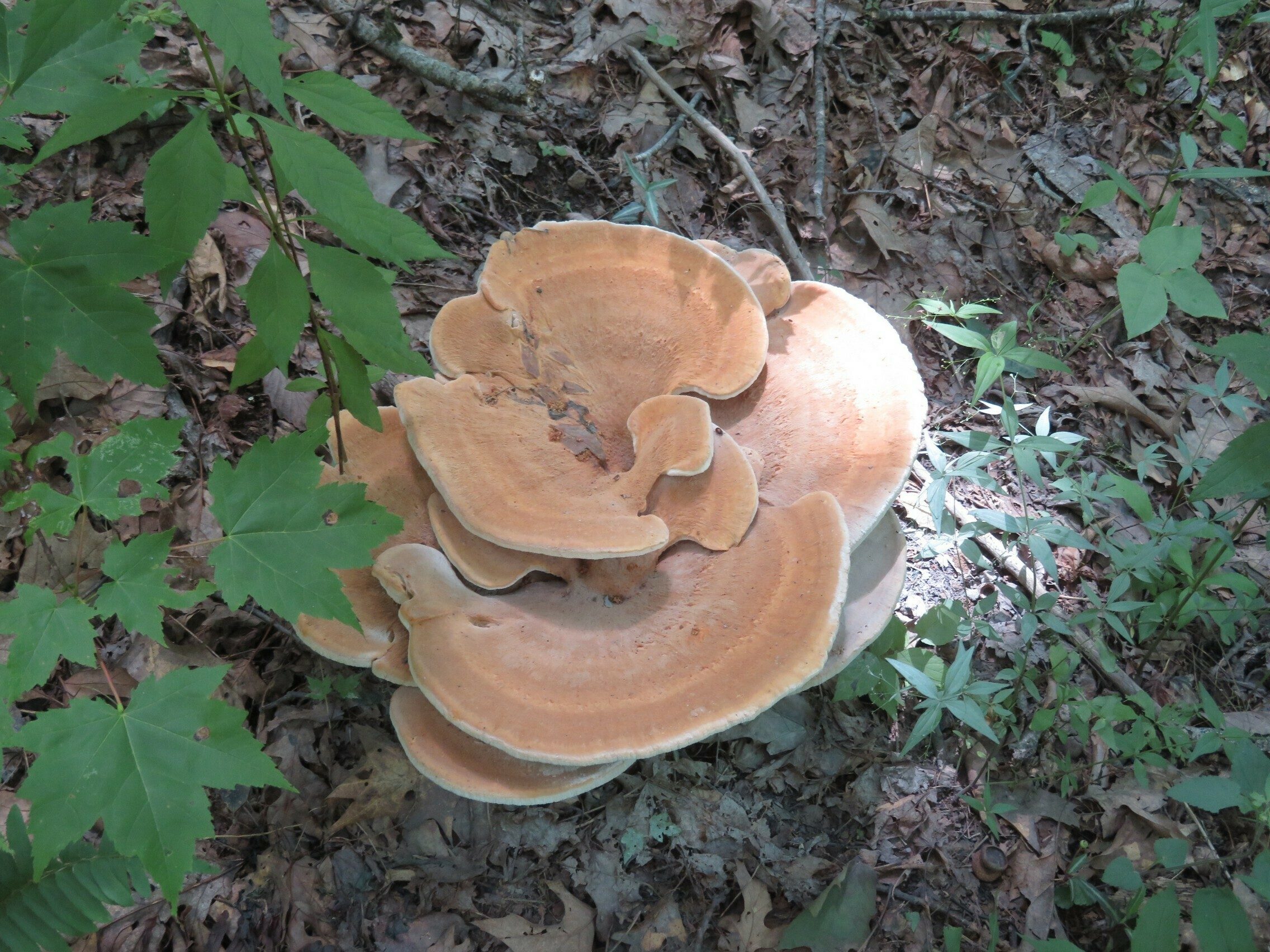 Massive Fungus ~ 15" in diameter
