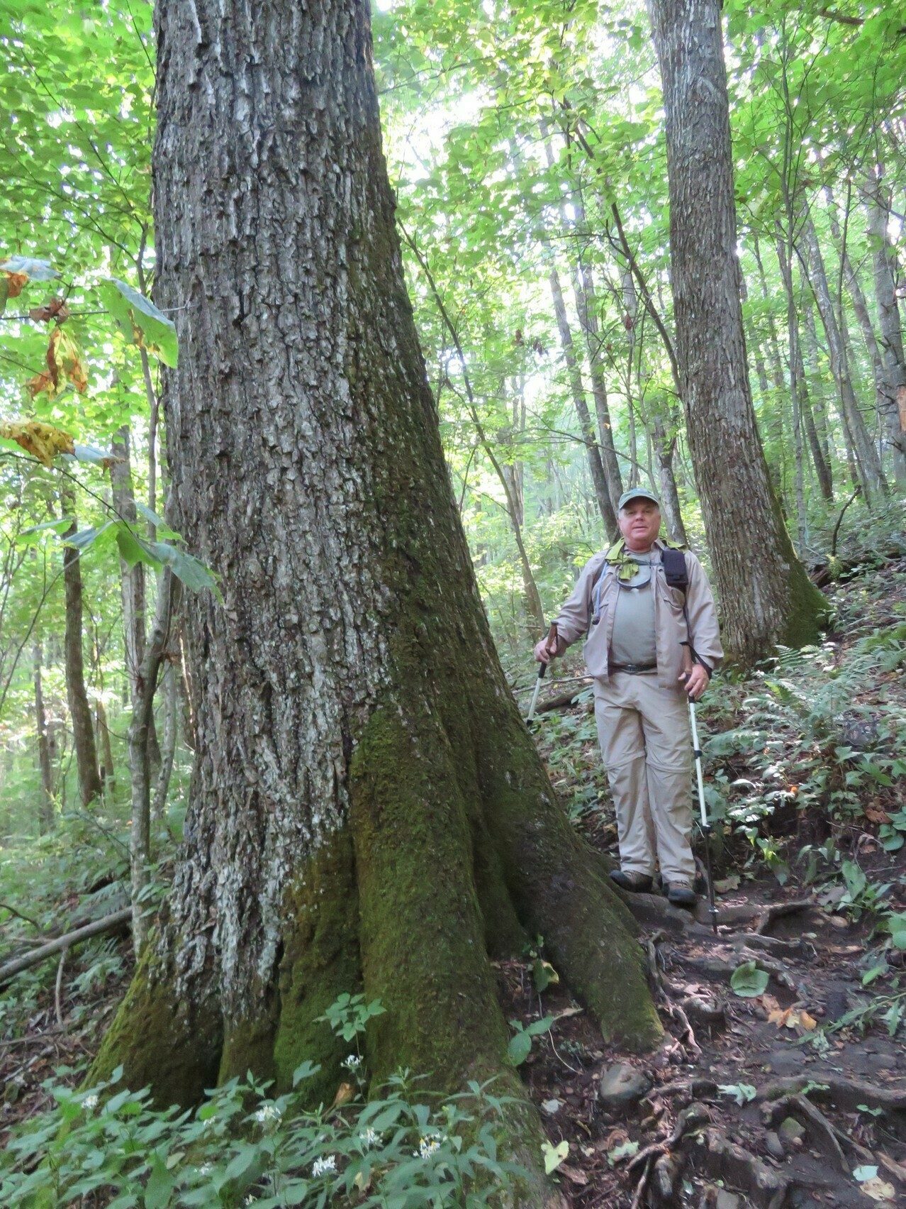 John sizing up this large oak.