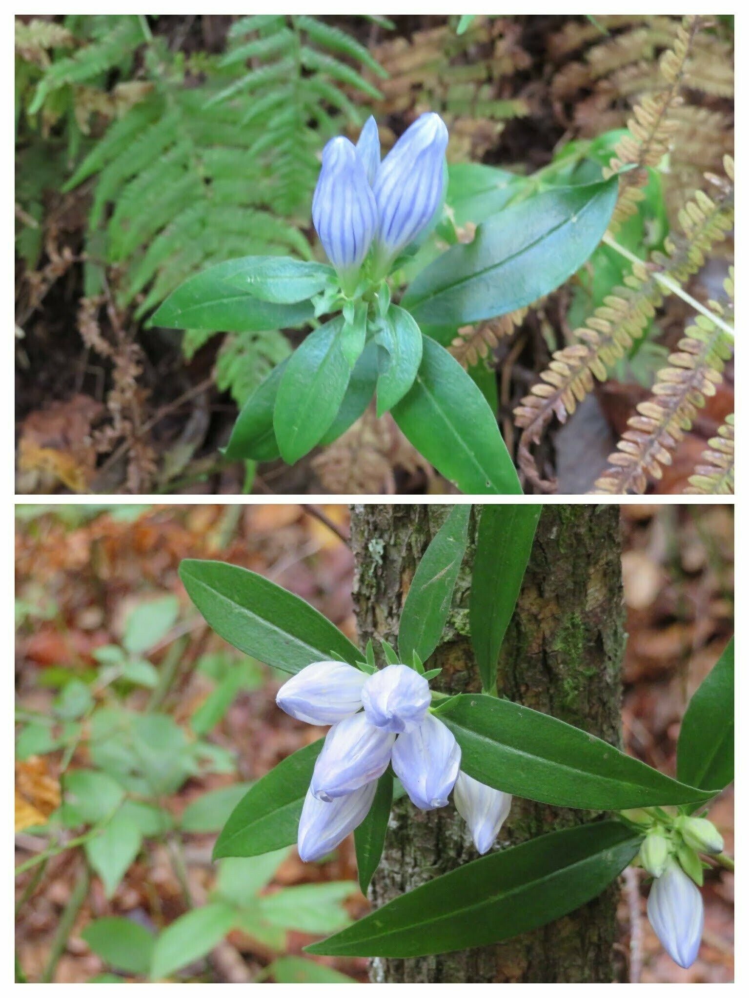 A good amount of Showy Gentian along the trail.  Too bad, it wasn't sunnier to see the open blooms.