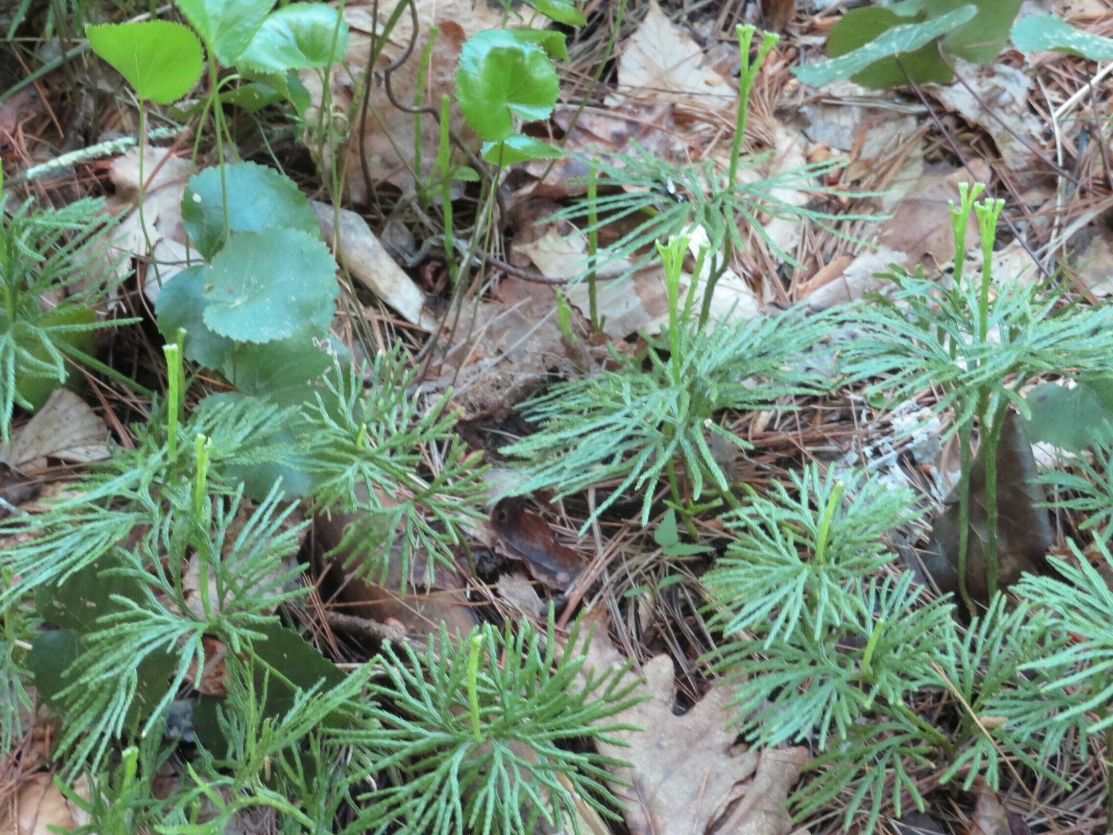 Ground Cedar (Lycopodium digitatum)