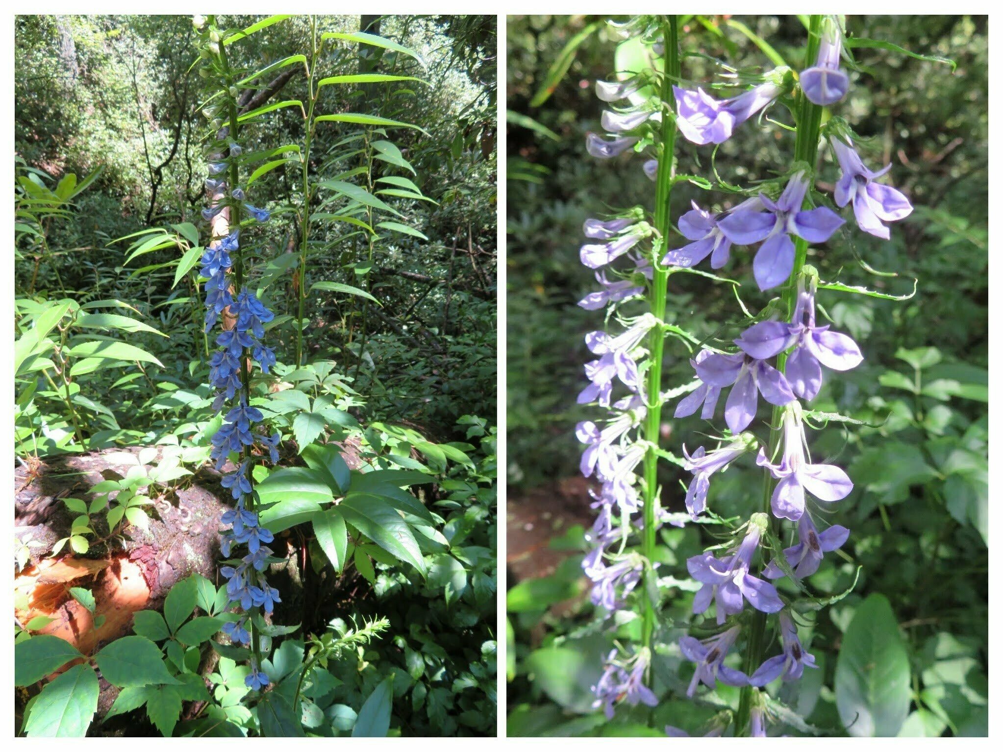 Spiked Lobelia (Lobelia spicata)