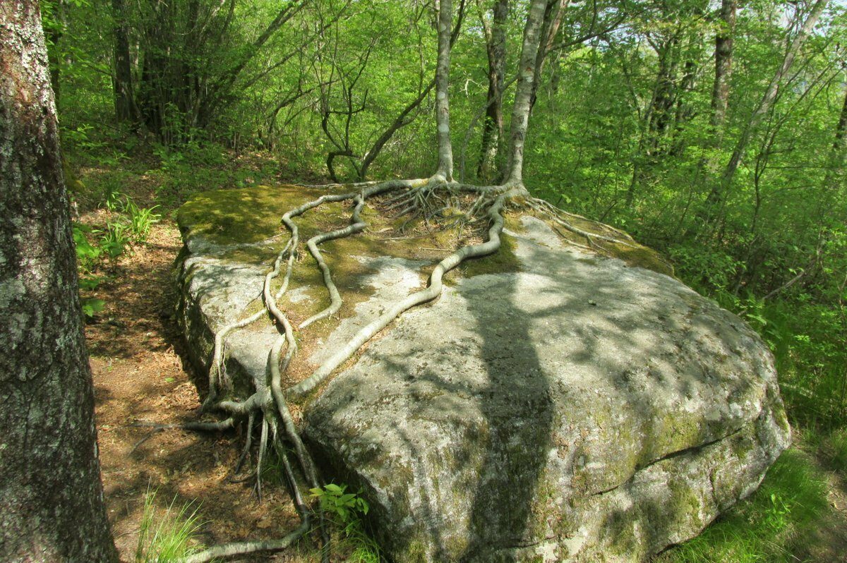 Amazing how this tree survives!
