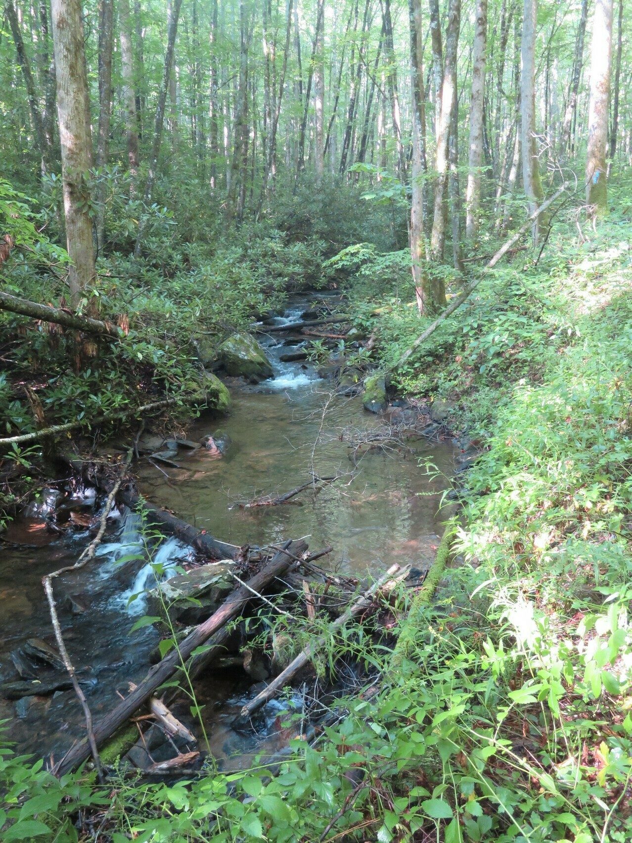 Another view of the streams and creeks along much of the trail.