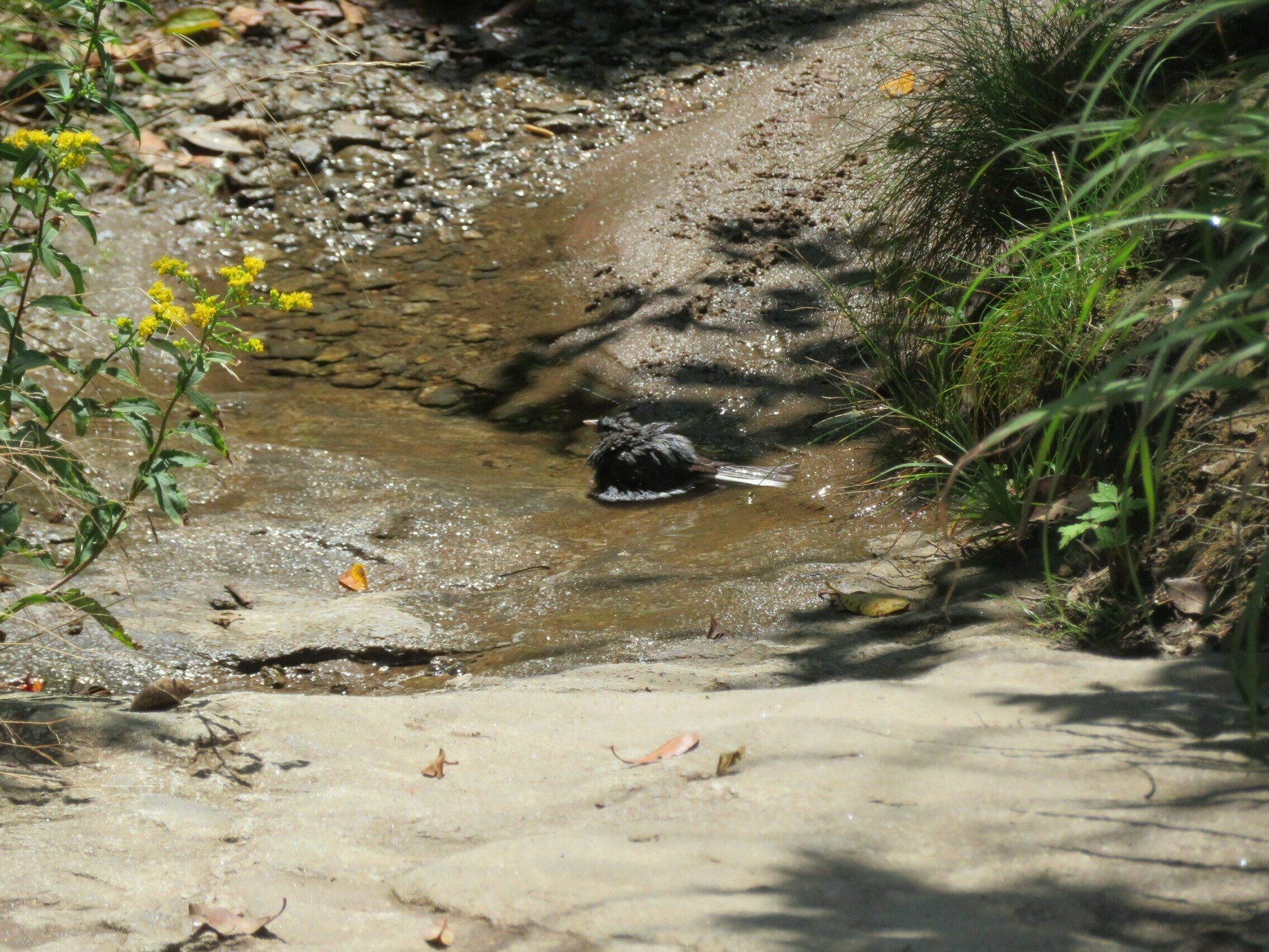 Another Junco taking a bath in the middle of the trail.