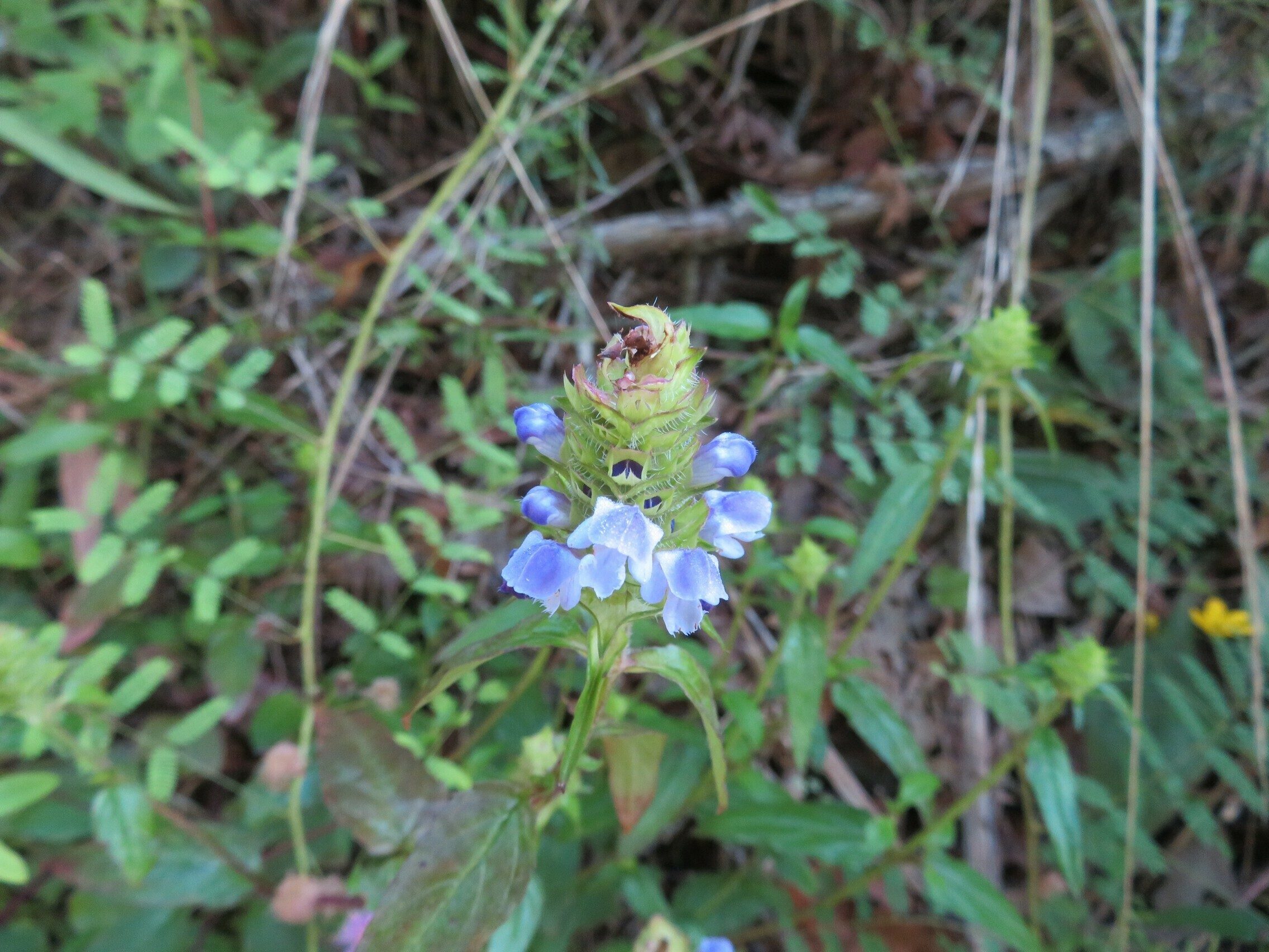Heal-all (Prunella vulgaris)