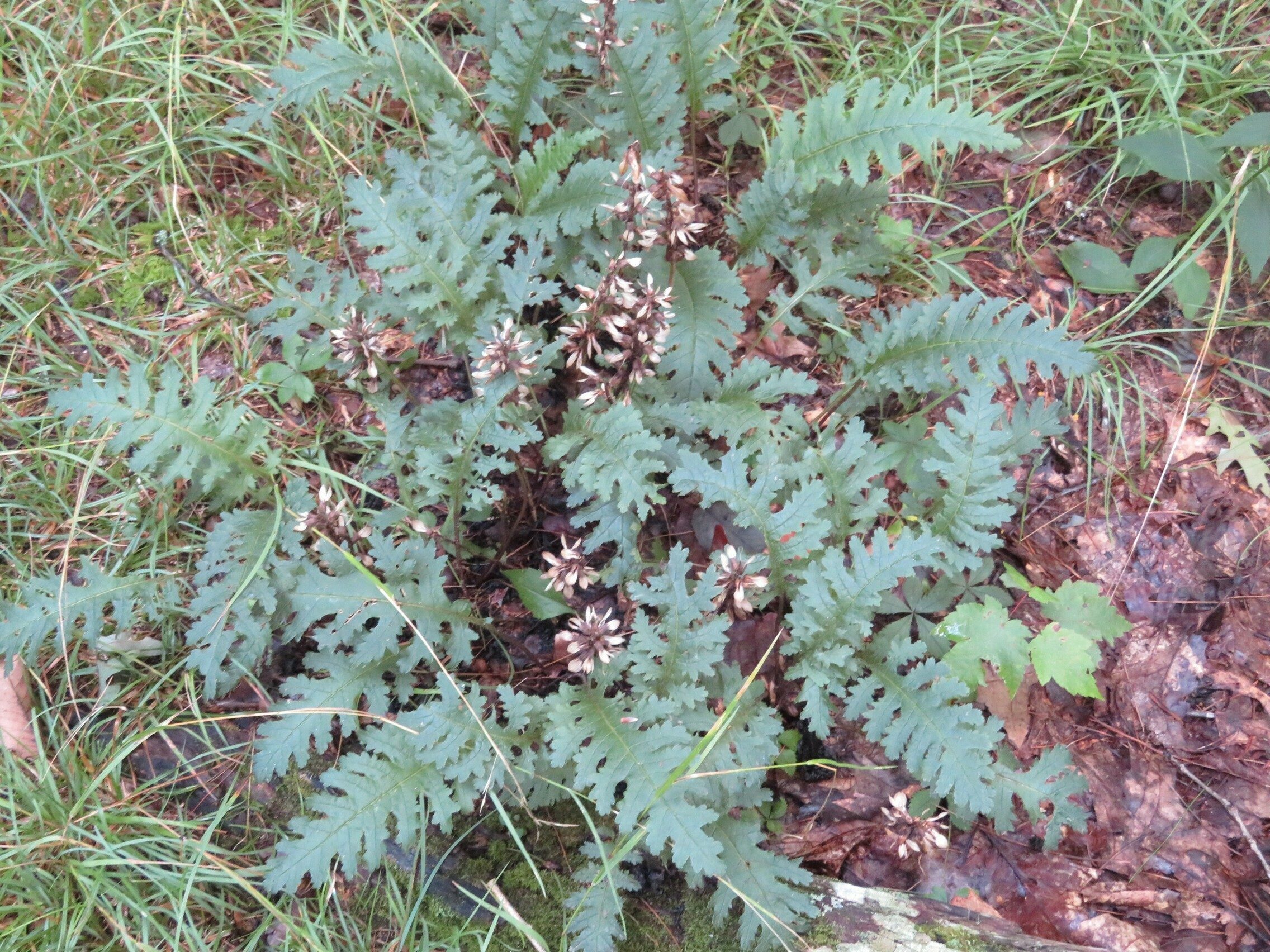 Help! . . . Lousewort of some kind perhaps? Found near Balance Rock on the AT.