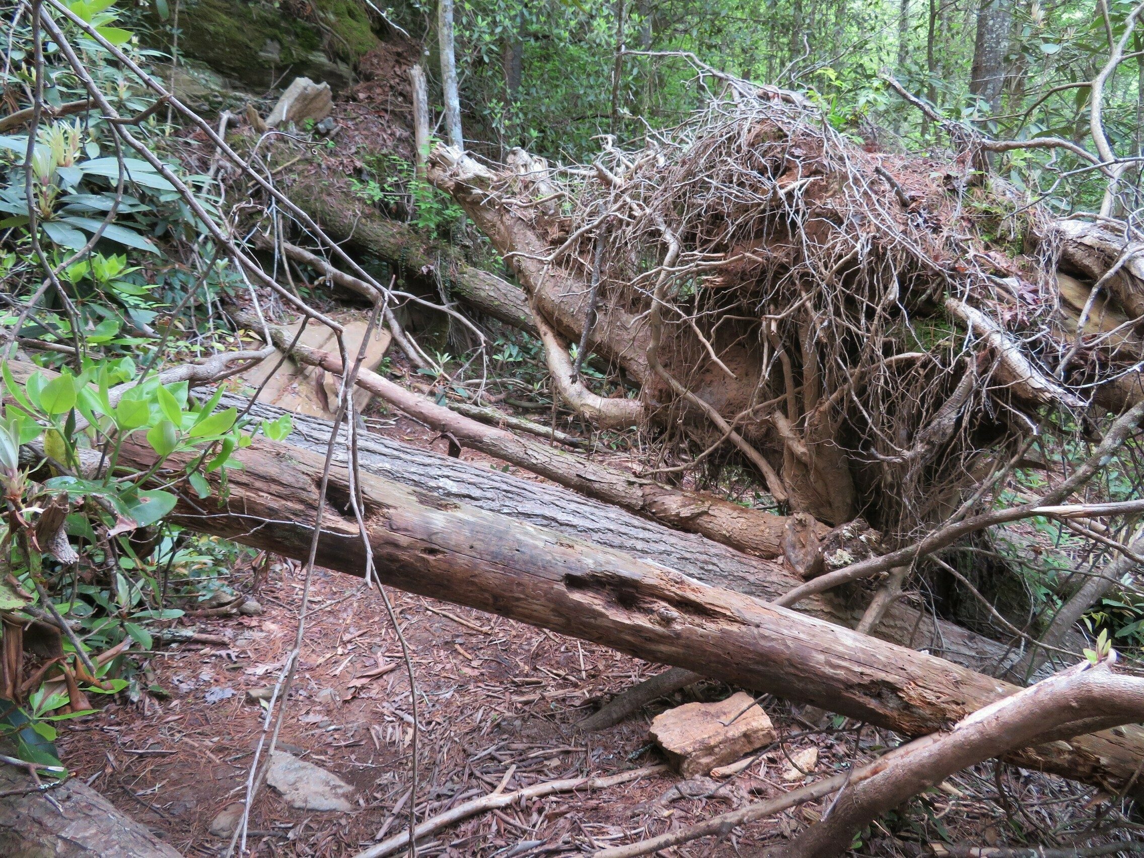 Typical blow-down along the first mile of the trial.