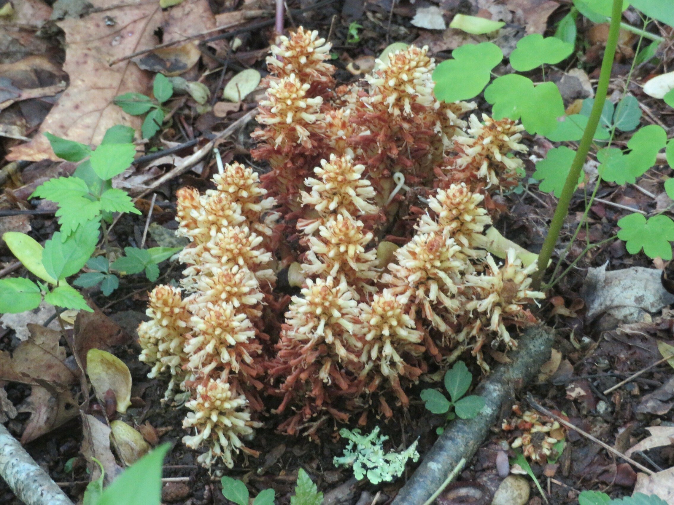 Squaw Root (Conopholis americana)
