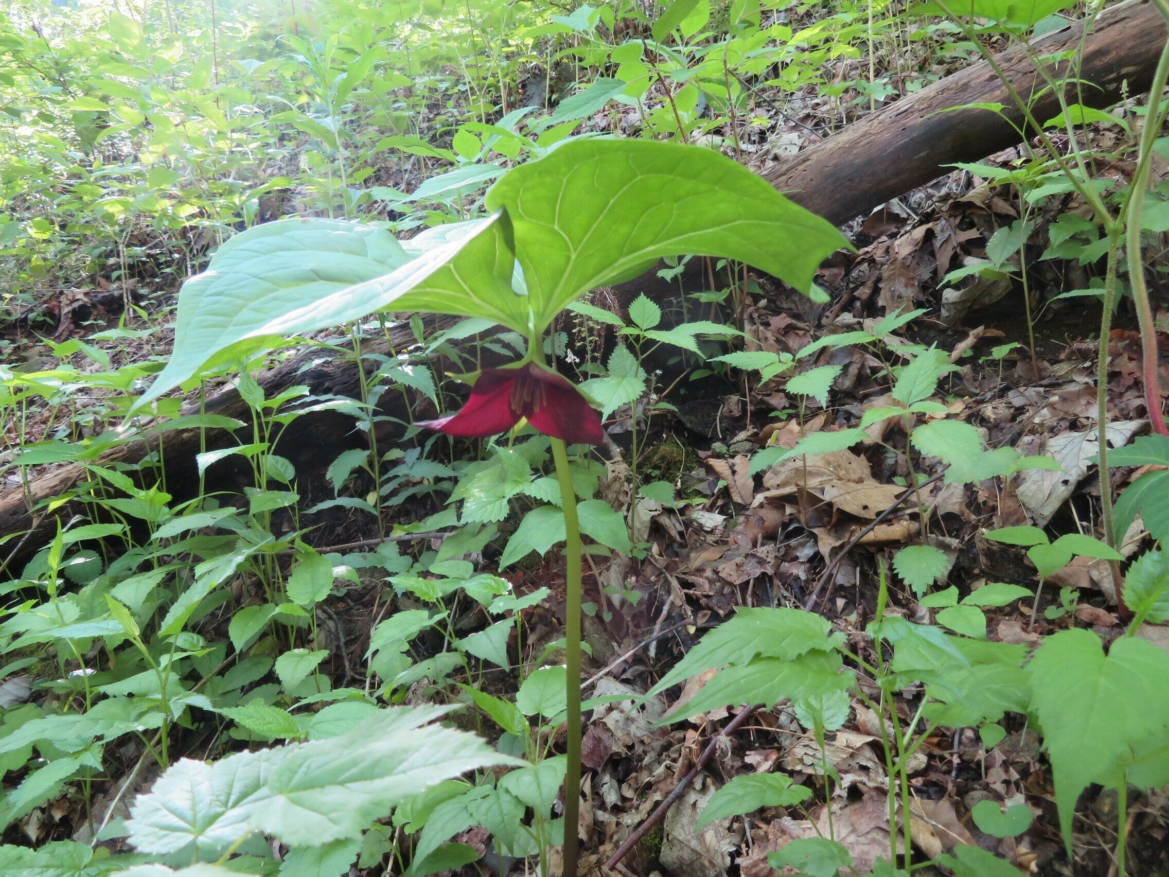Vasey's Trillium (Trillium vaseyi)