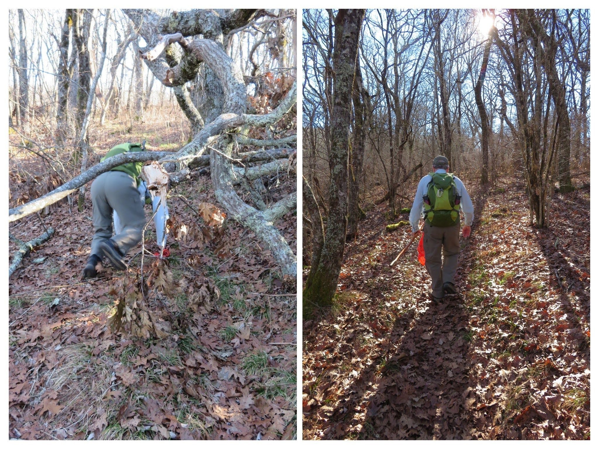 Gary scrambling under some blowdown and continuing down the trail.