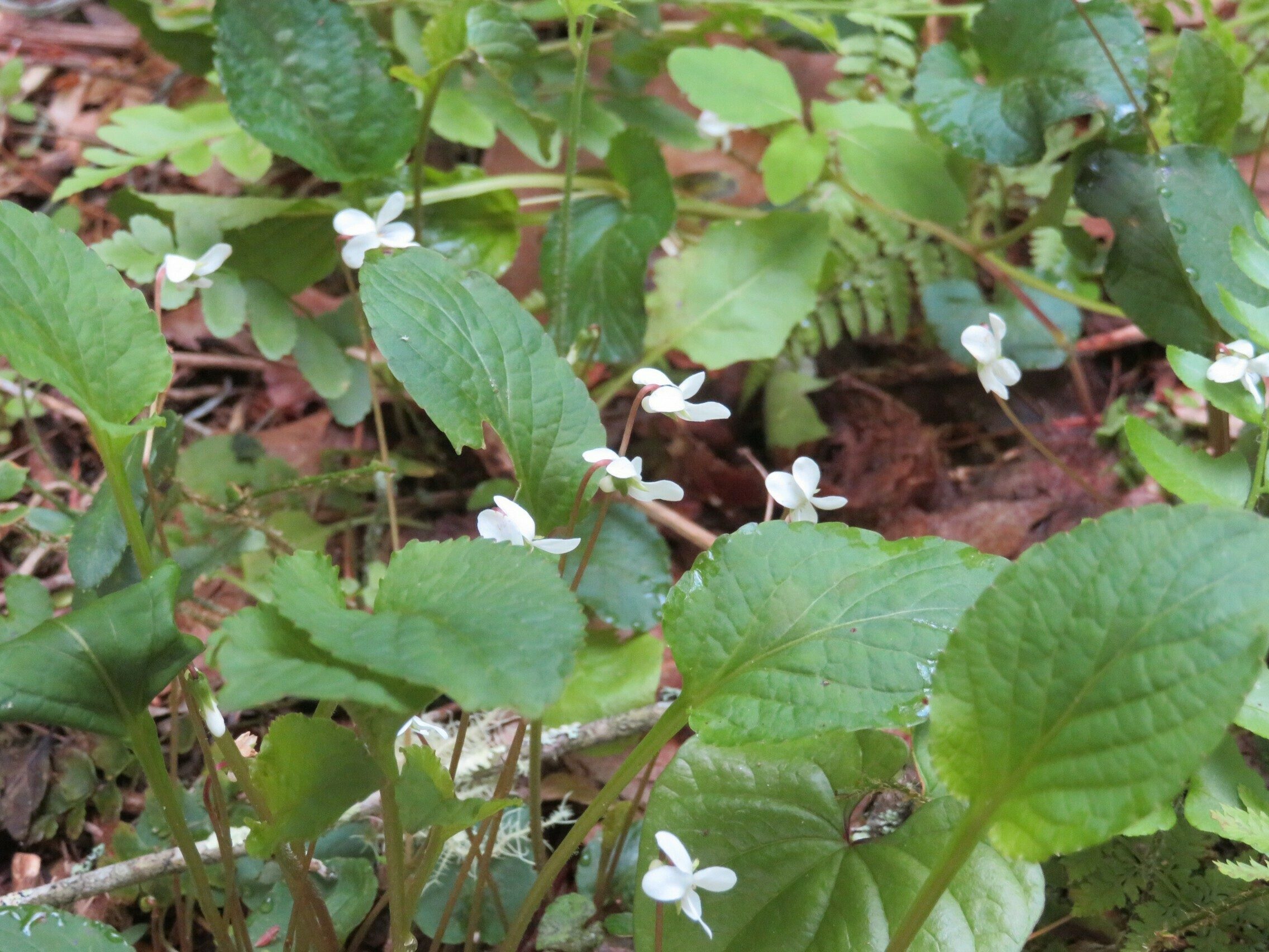 White Violet (Viola blanda)