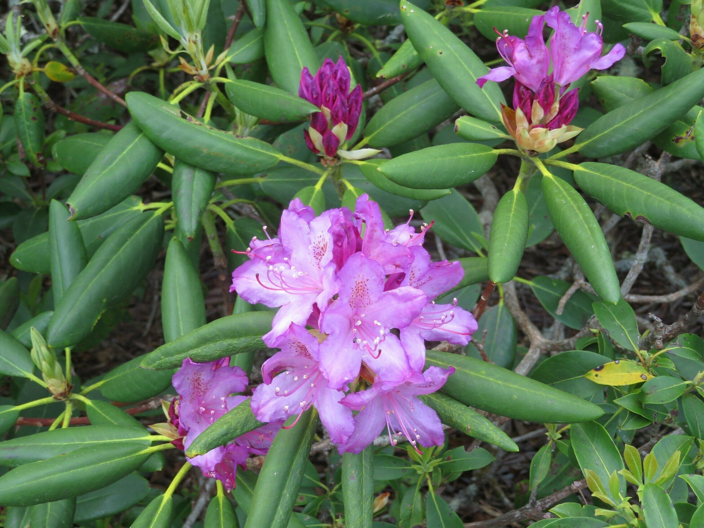 Catawba Rhododendron (Rhododendron catawbiense)