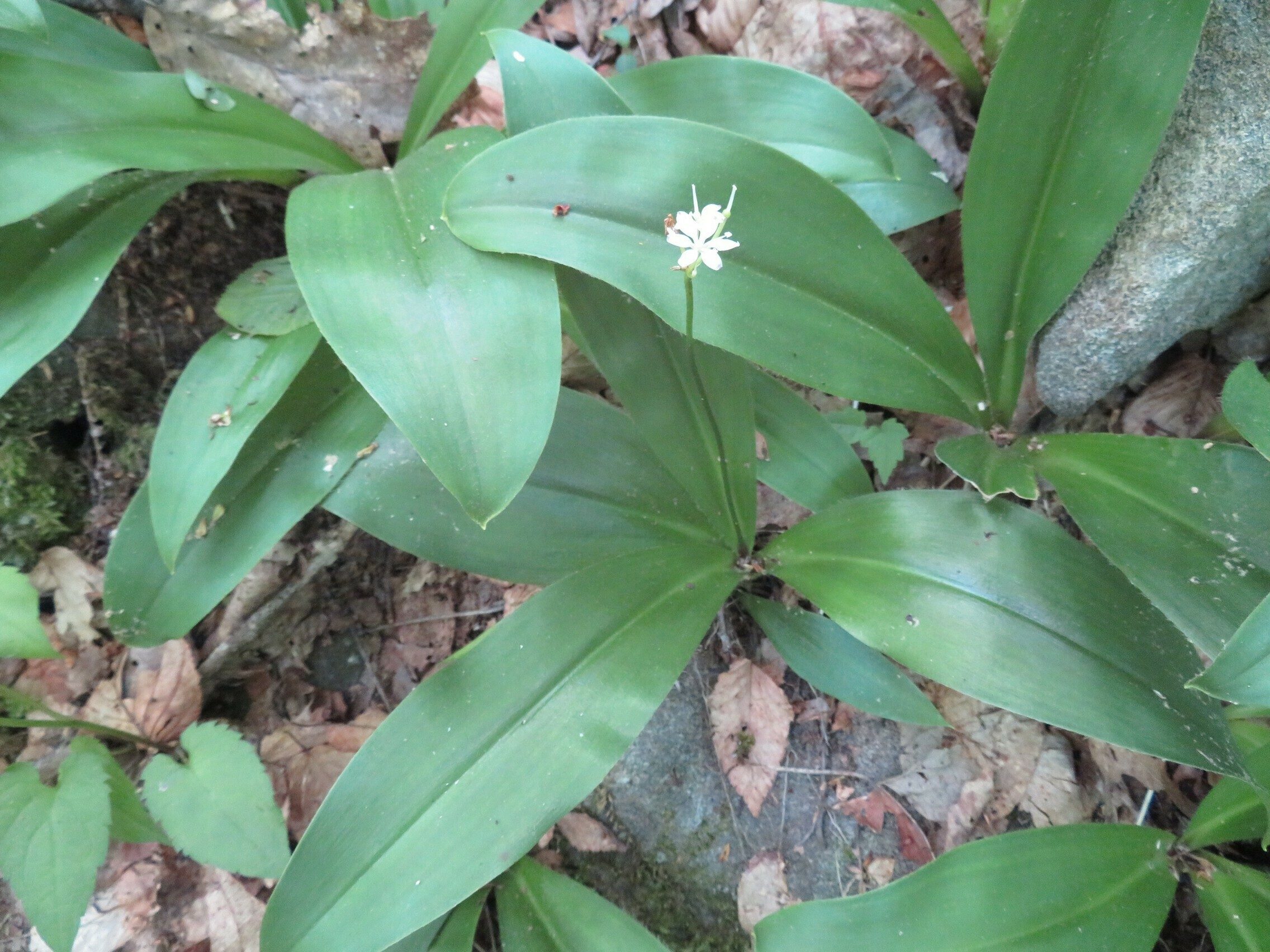 Clintonia, white (Clintonia umbellulata) - most of bloom now gone