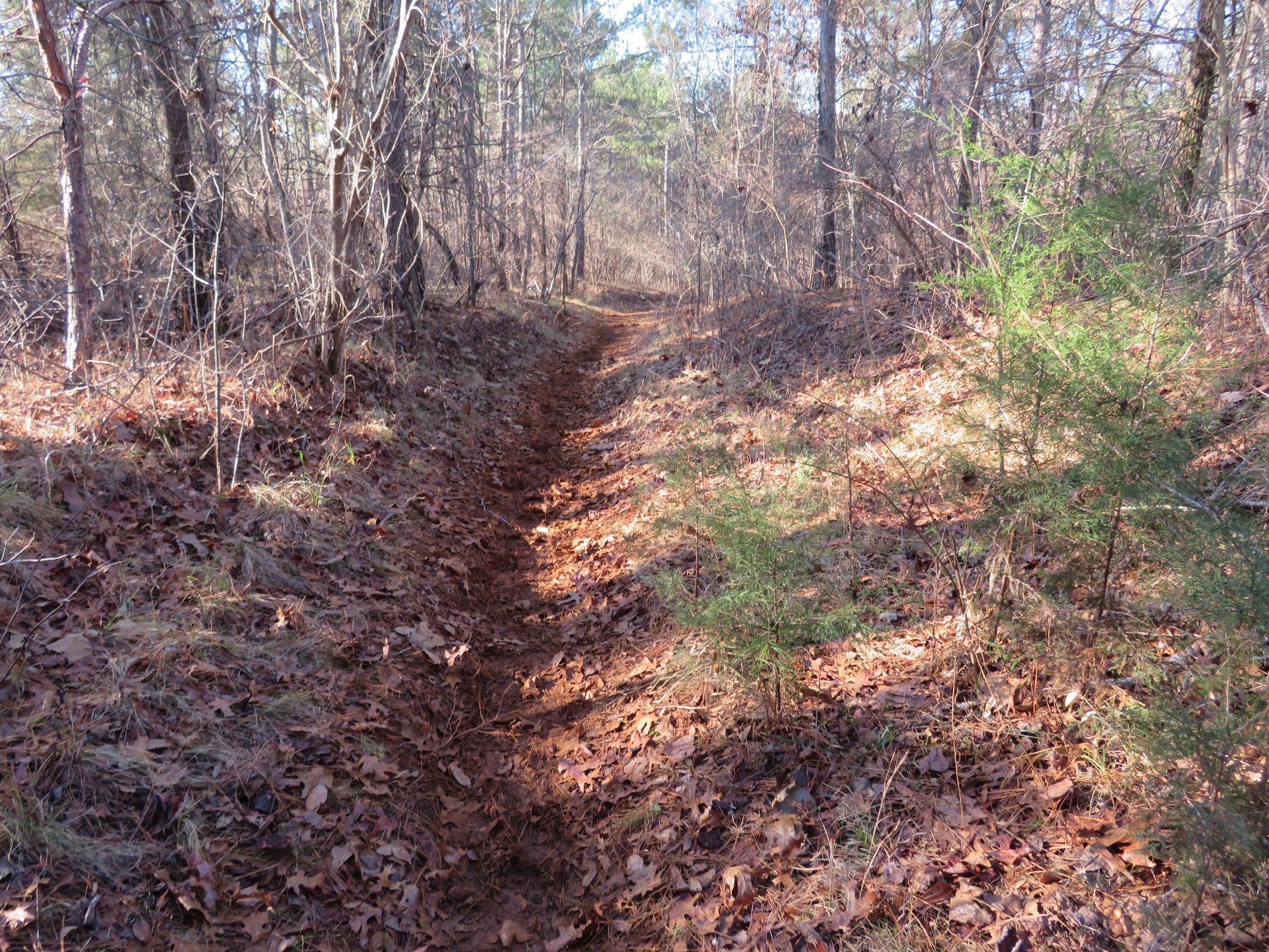 Trail conditions on the west side of the Pear Orchard Loop showing frequent horse traffic