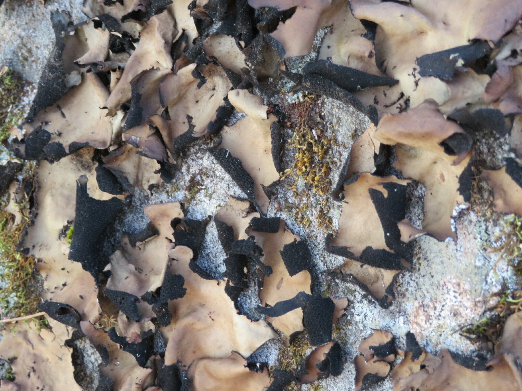 Interesting pattern to this Lichen growing on a large rock.