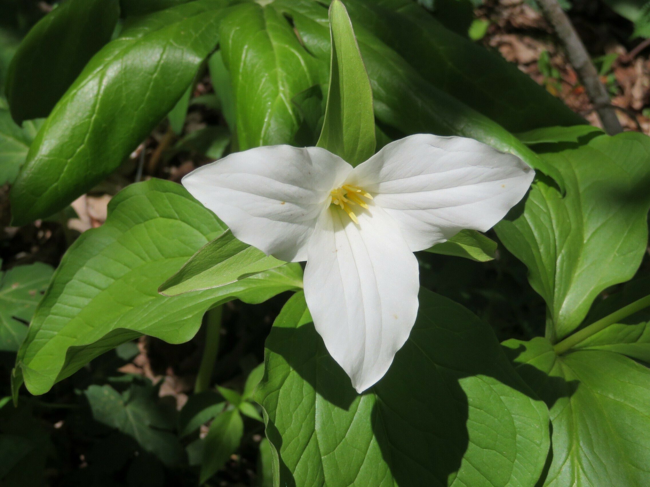 Trillium, Large-flowered (Trillium grandiflorum