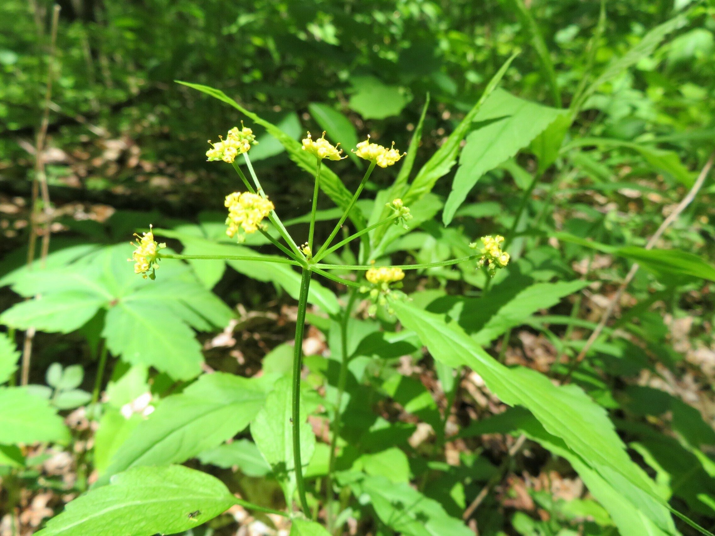 Golden Alexander (Zizia trifoliata)