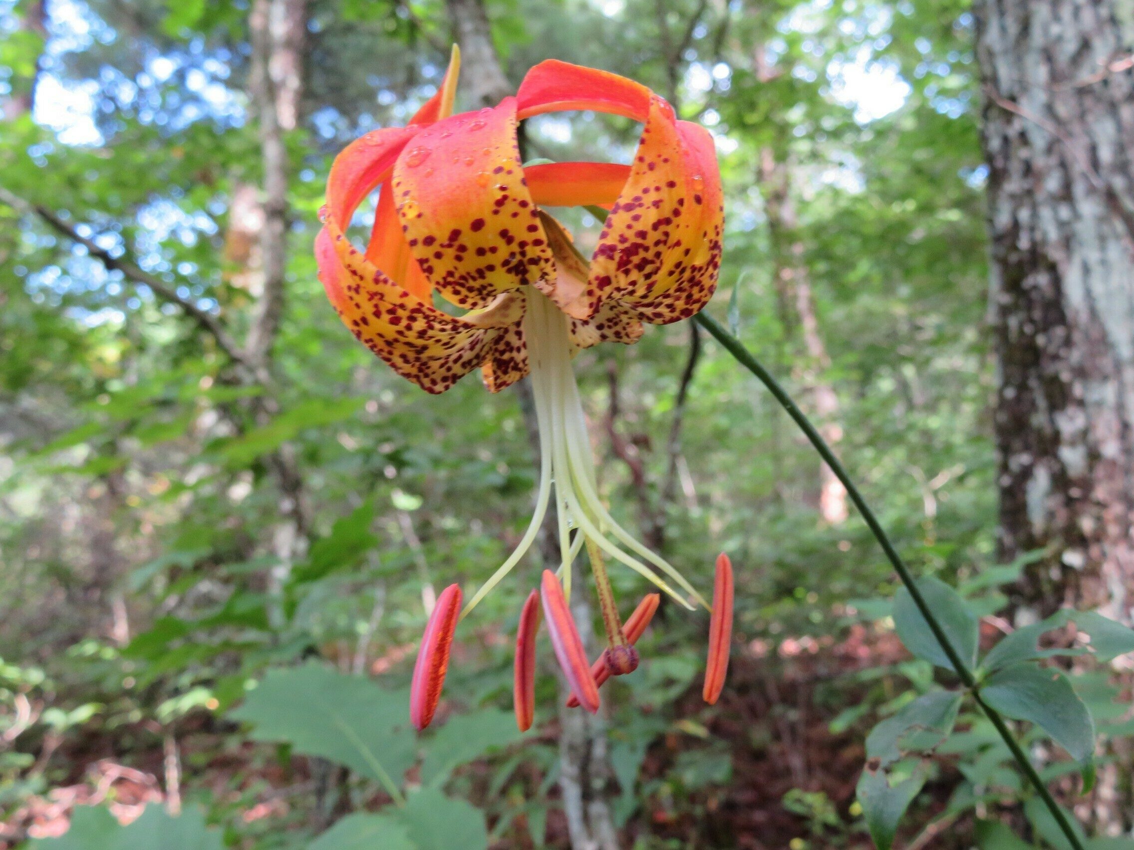 Carolina Lily (Lilium michauxii)