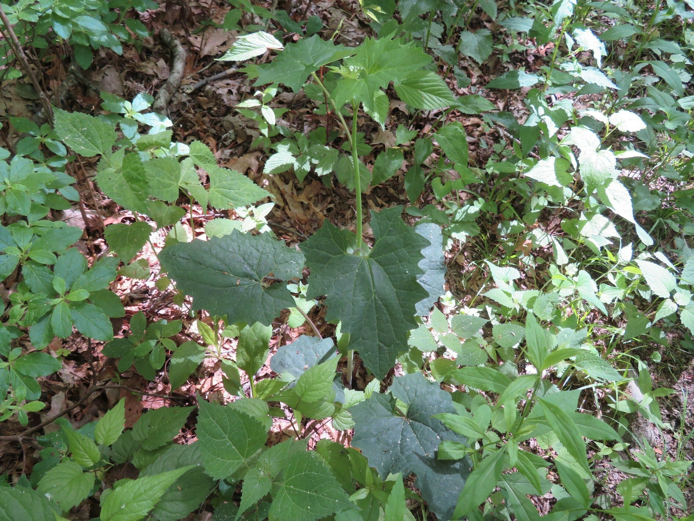 Annual Honesty (Lunaria annua) perhaps?  We saw lots of this, but no blooms