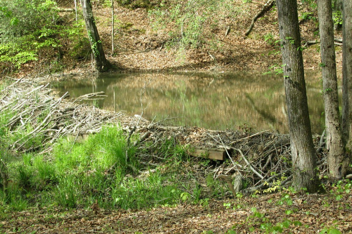 One of many beaver dams along the trail