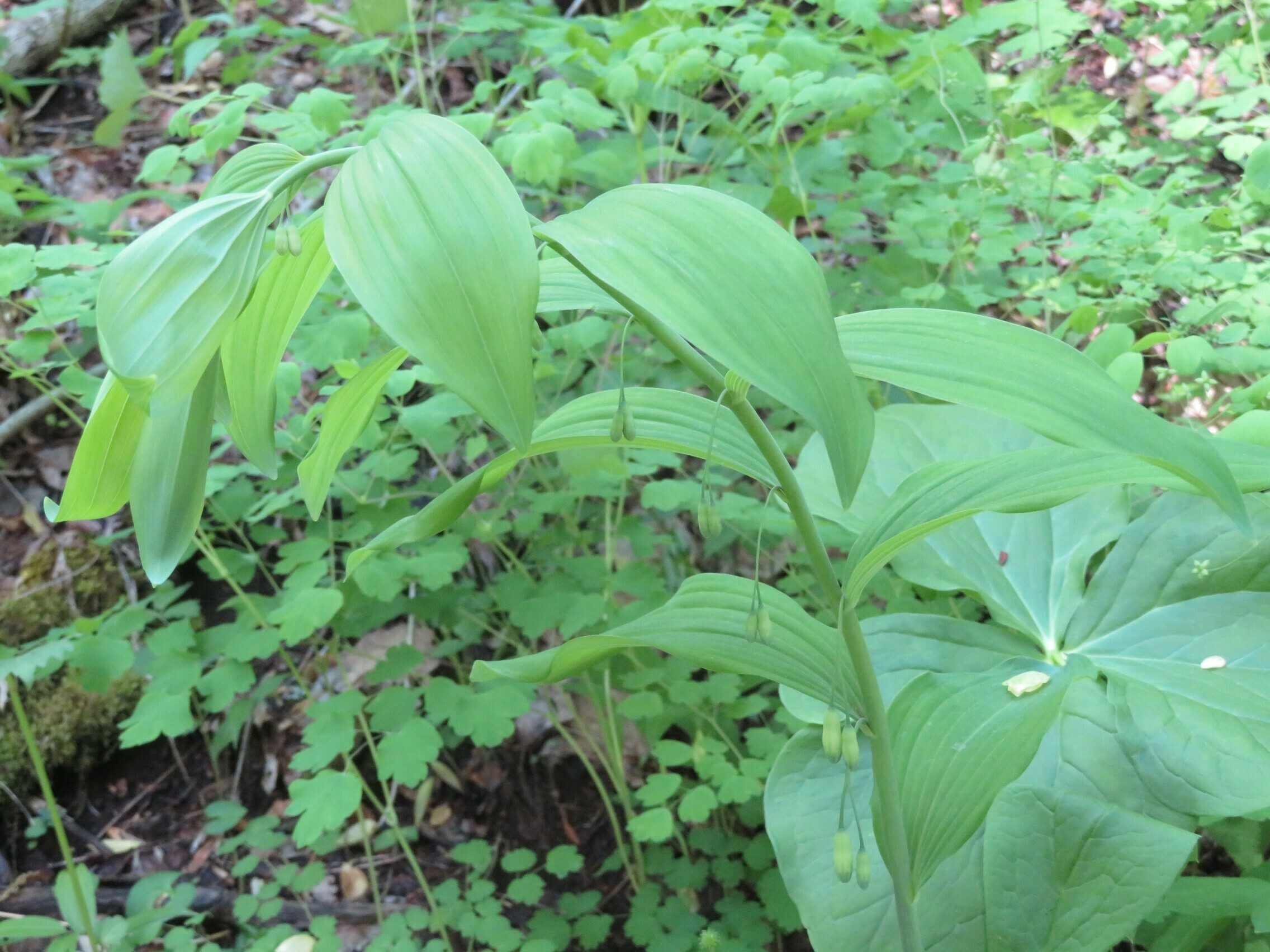 Solomon's Seal (Polygonatum biflorum)