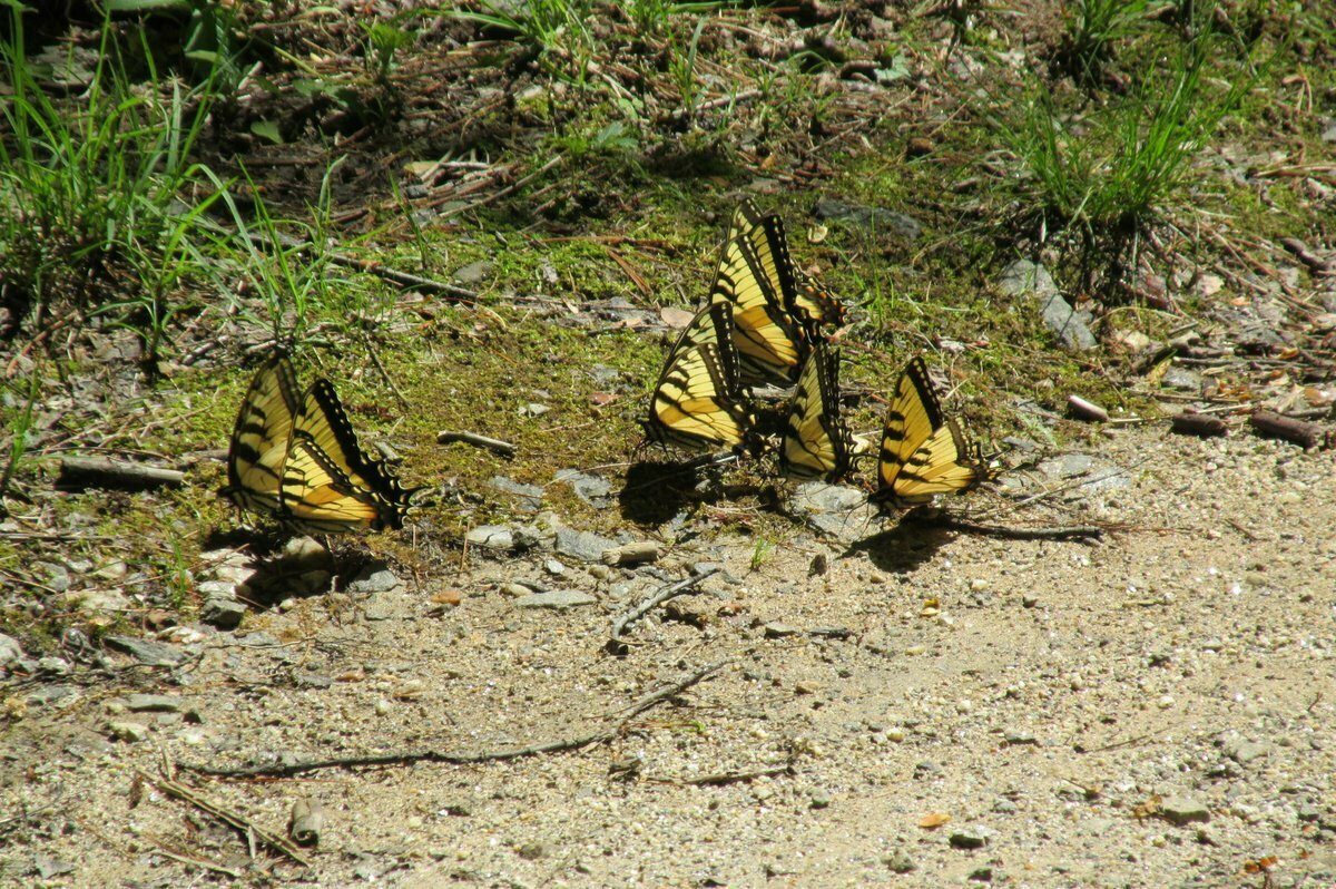 A gathering of Tiger Swallowtail Butterflies near W Fork Wolf Creek