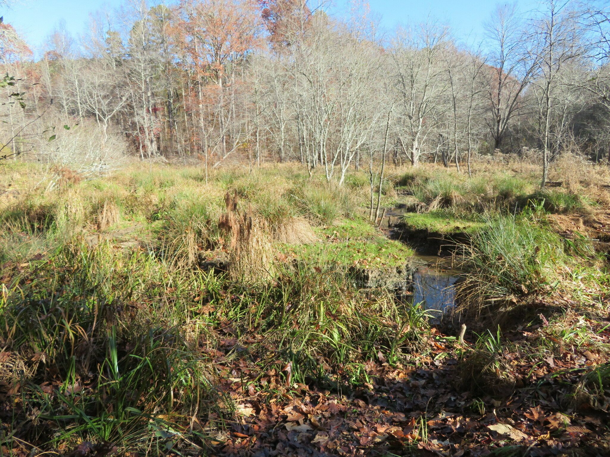 Wetlands, now drained, previously created by beaver dams downstream.