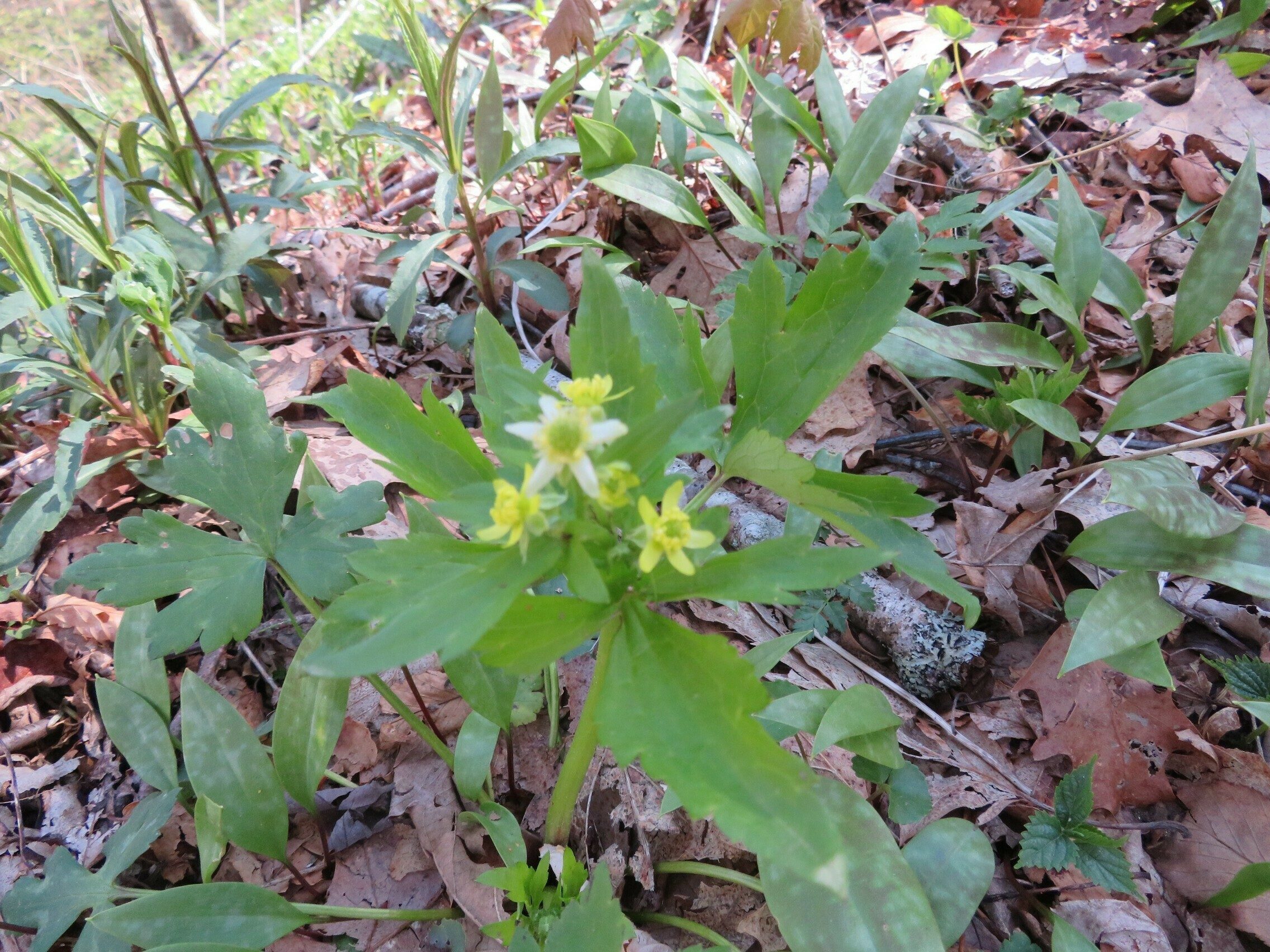 Blisterwort (Ranunculus recurvatus)