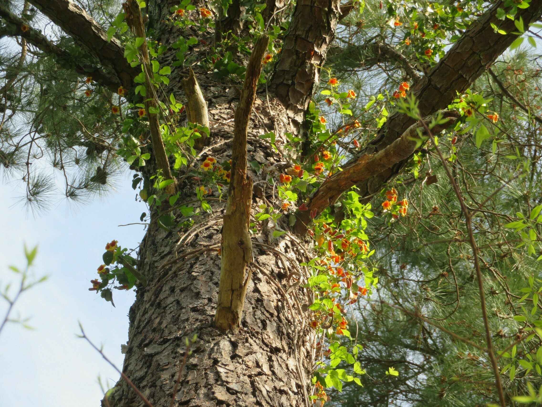 Crossvine (Bignonia capreolata)