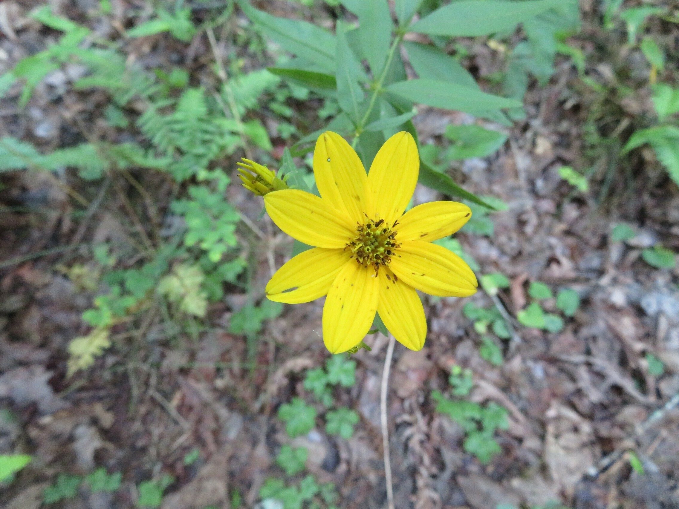 Greater Tickseed (Coreopsis major)