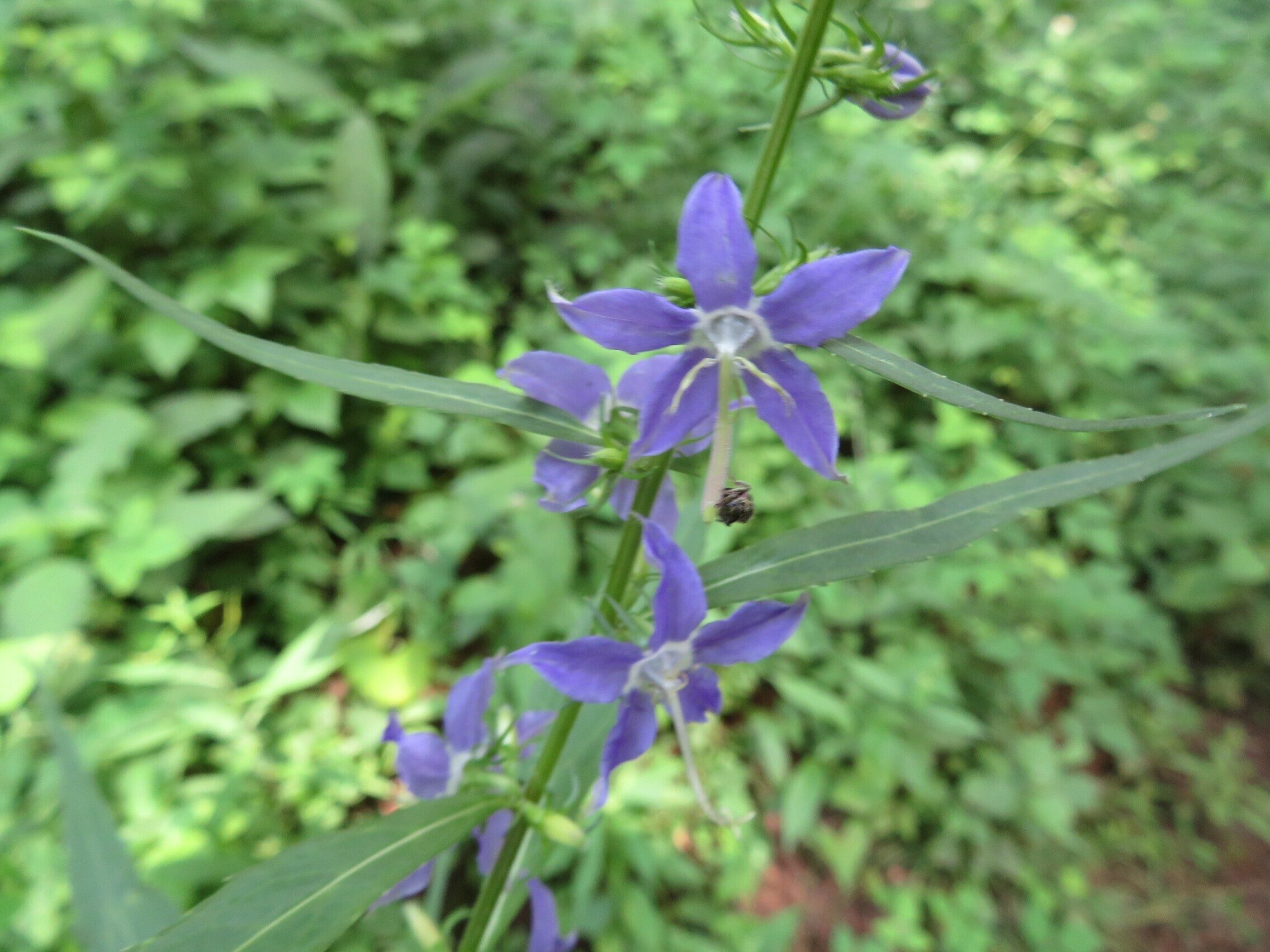 American bellflower (Campanula americana) ??
