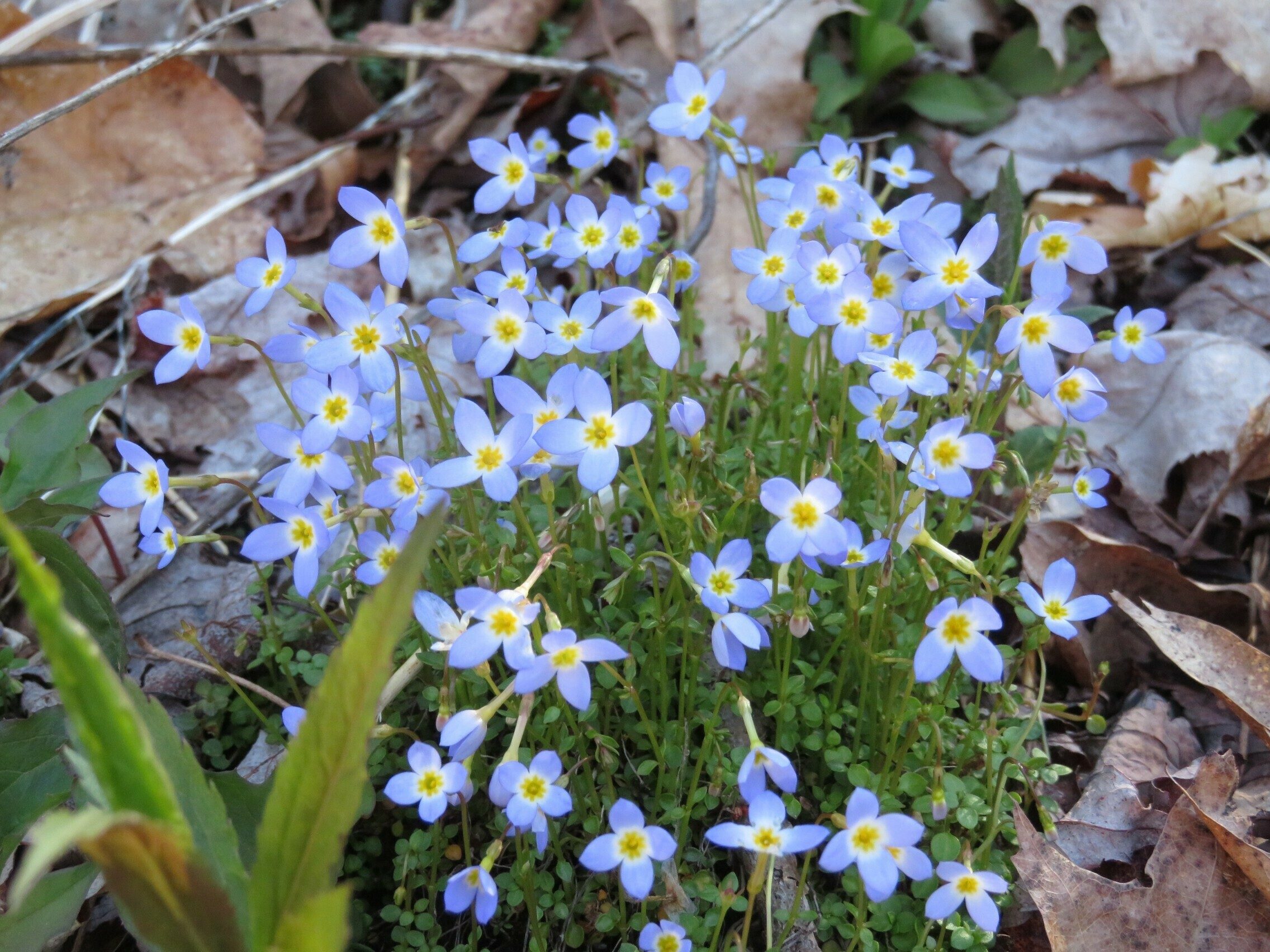 Bluet (Houstonia serpyllifolia)