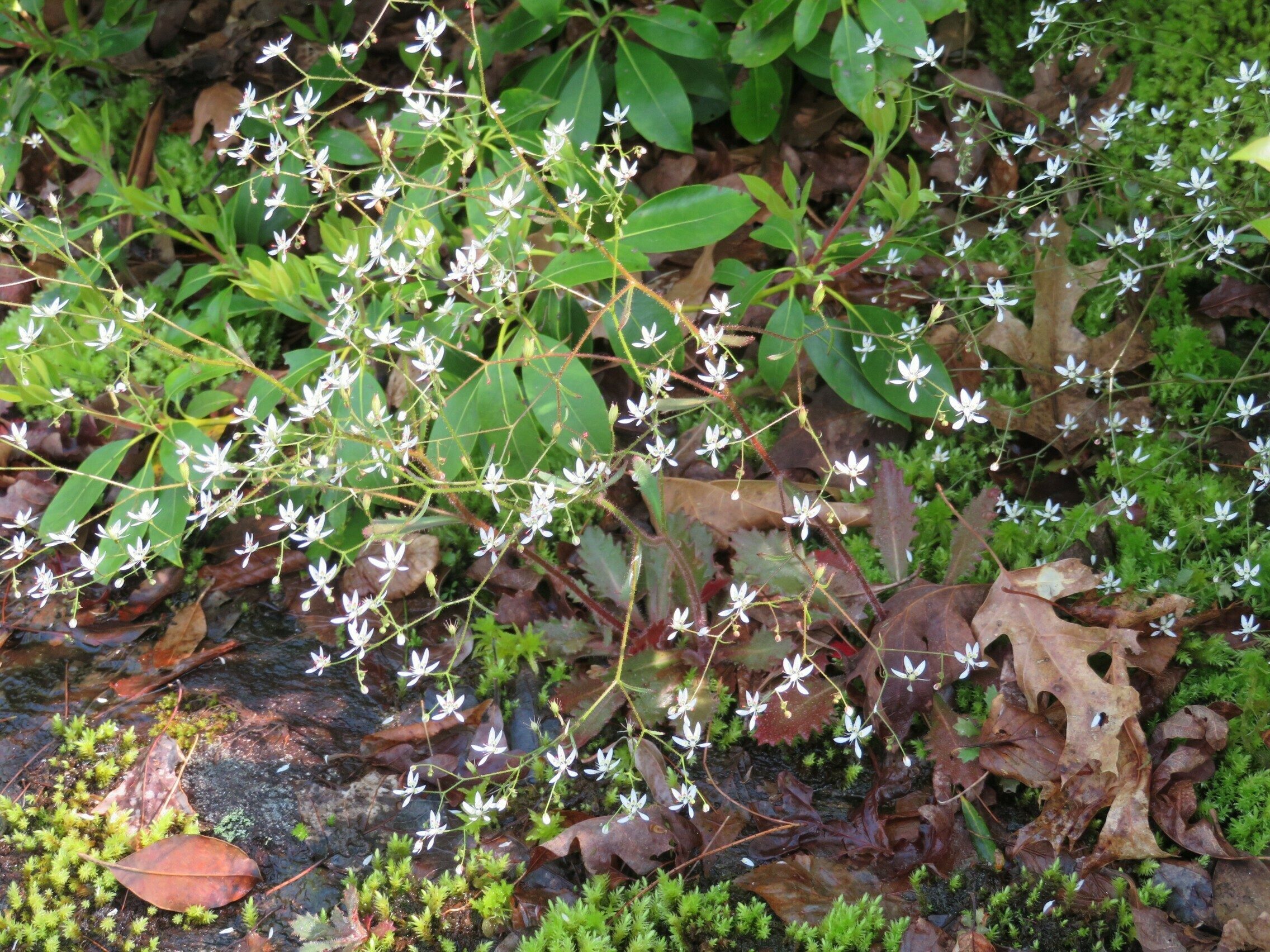 Saxifrage, Michaux's (Saxifraga michauxii)