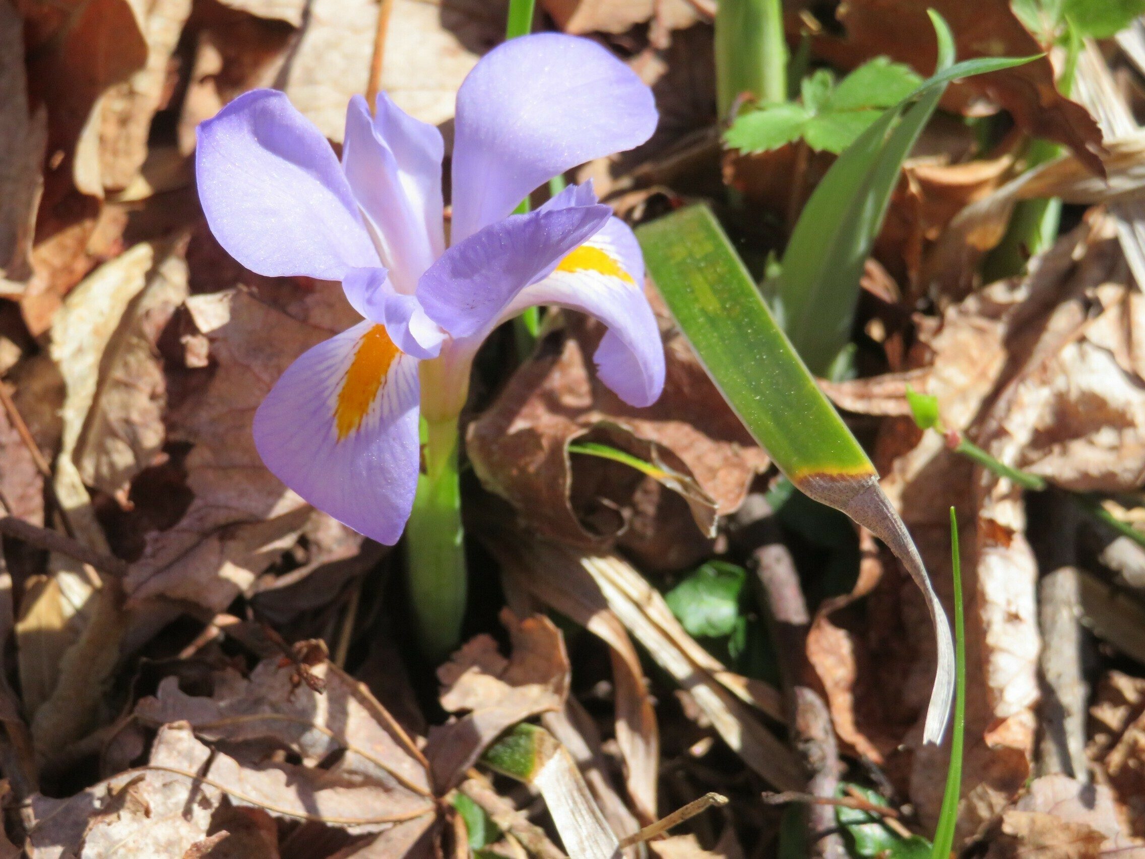 Dwarf Iris (Iris verna)