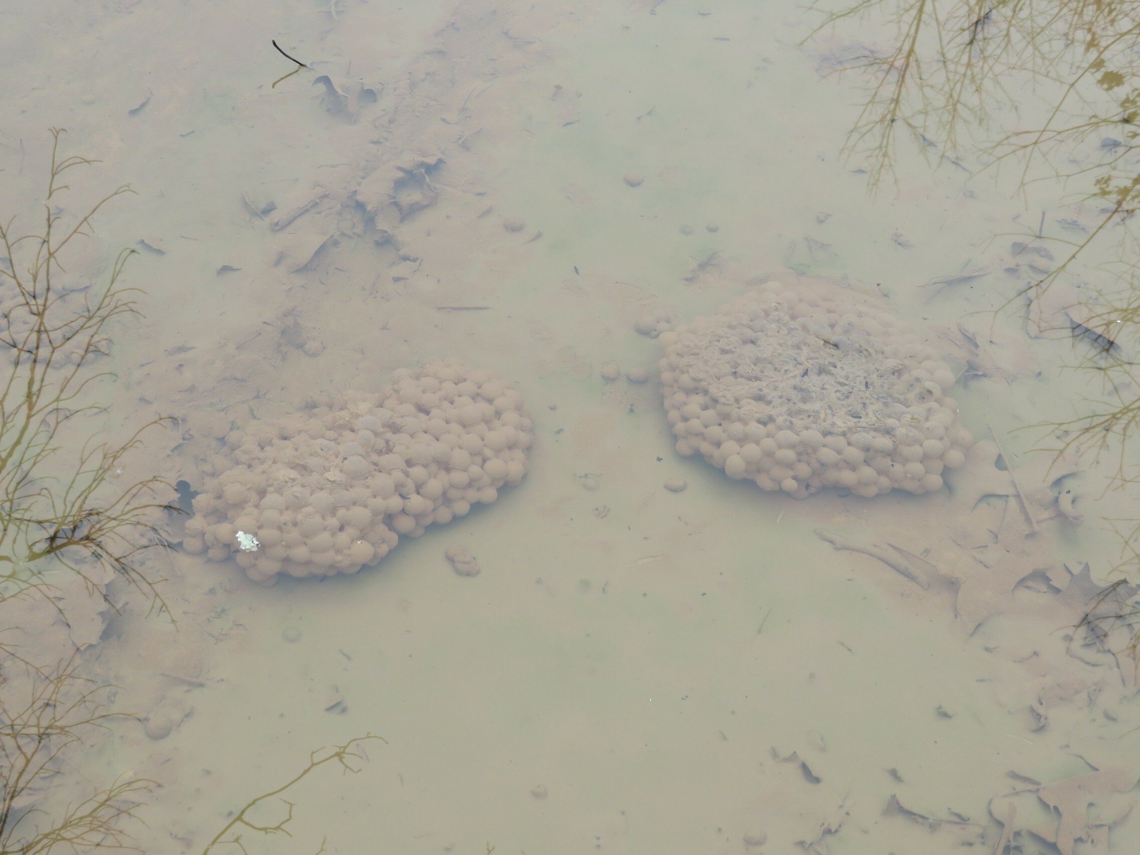 Toad eggs common in many of the pooled water in low spots in the logging roads.