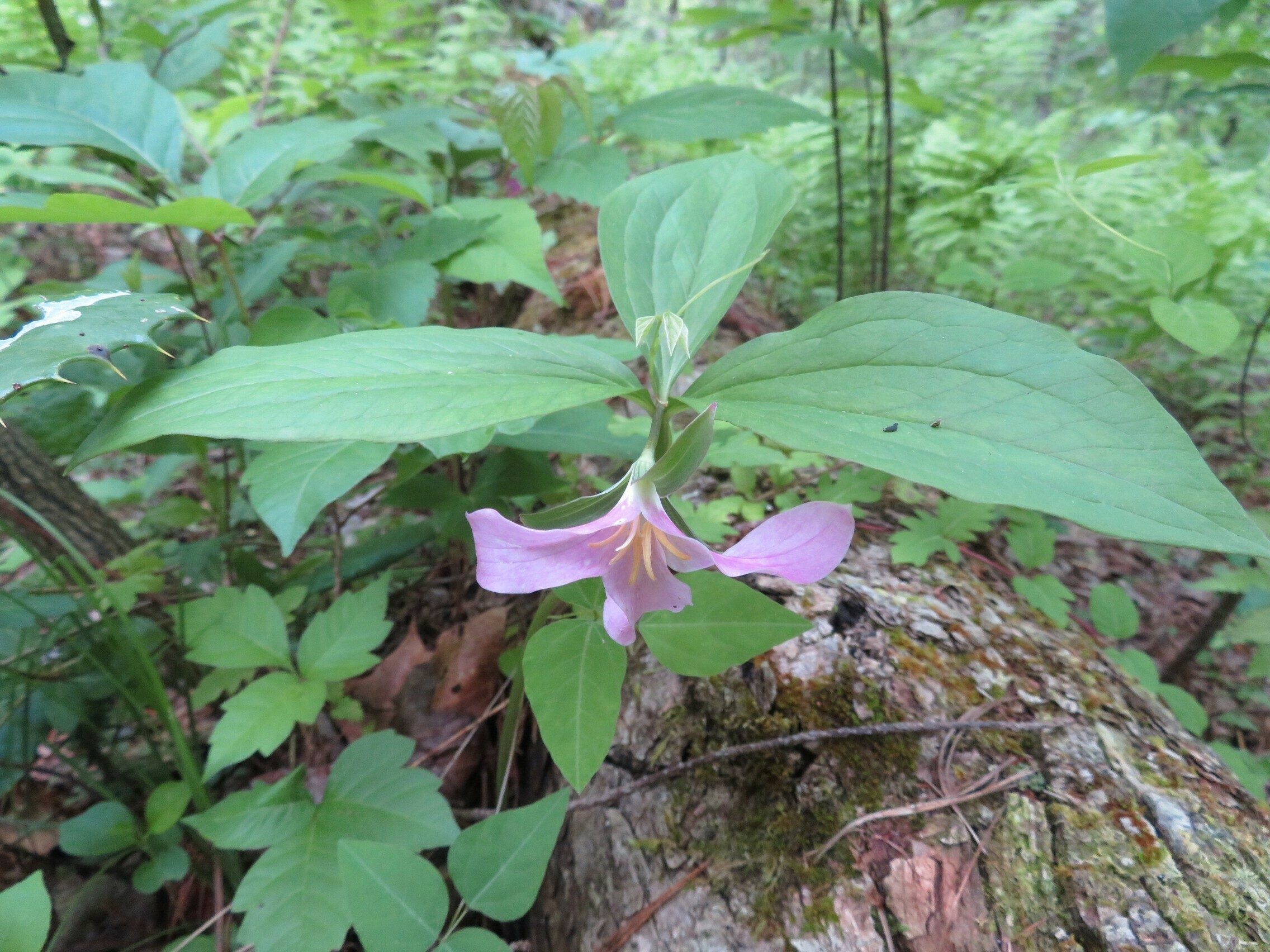 Catesby's Trillium(Trillium catesbaei)