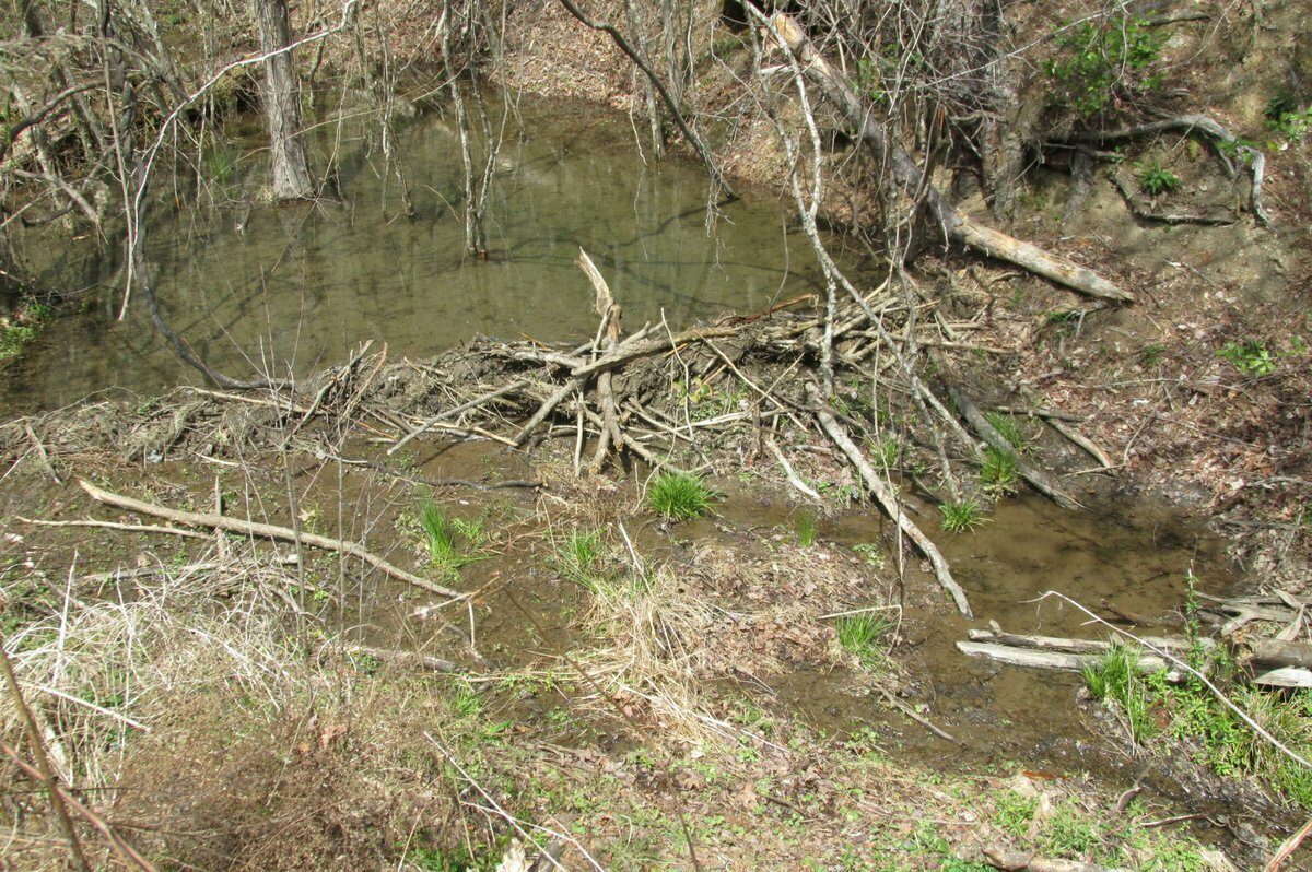 Possible beaver dam on small drainage area near and leading into the Chattooga River.