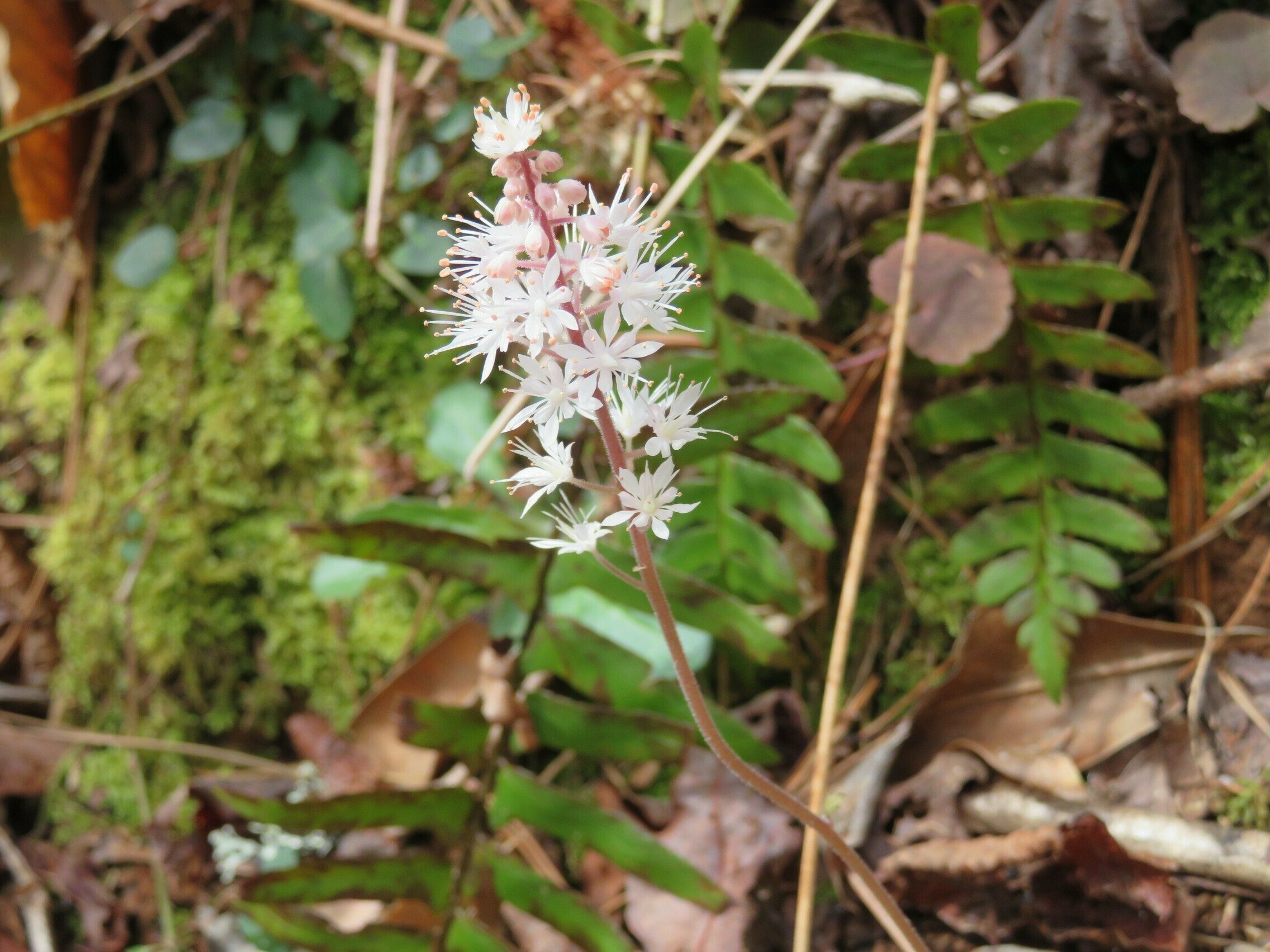 Solitary Foamflower (Tiarella cordifolia)  bloom