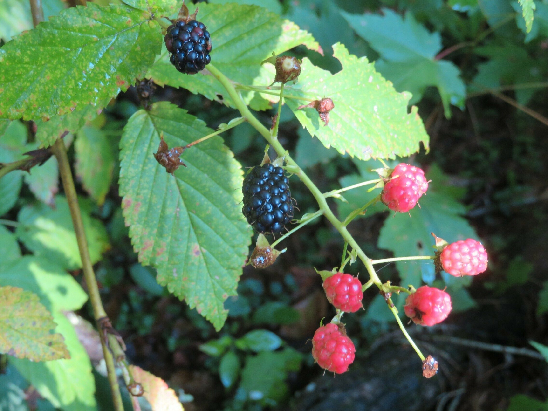 A few blackberries along the way for snacking