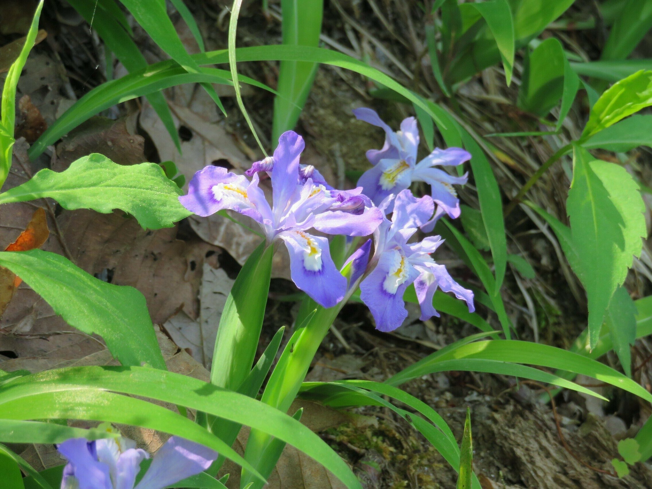 Dwarf Crested Iris (Iris cristata)