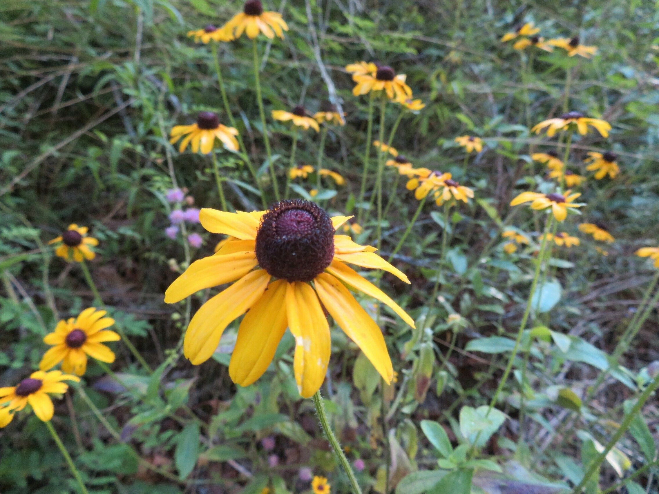 Black-eyed Susan (Rudbeckia hirta)