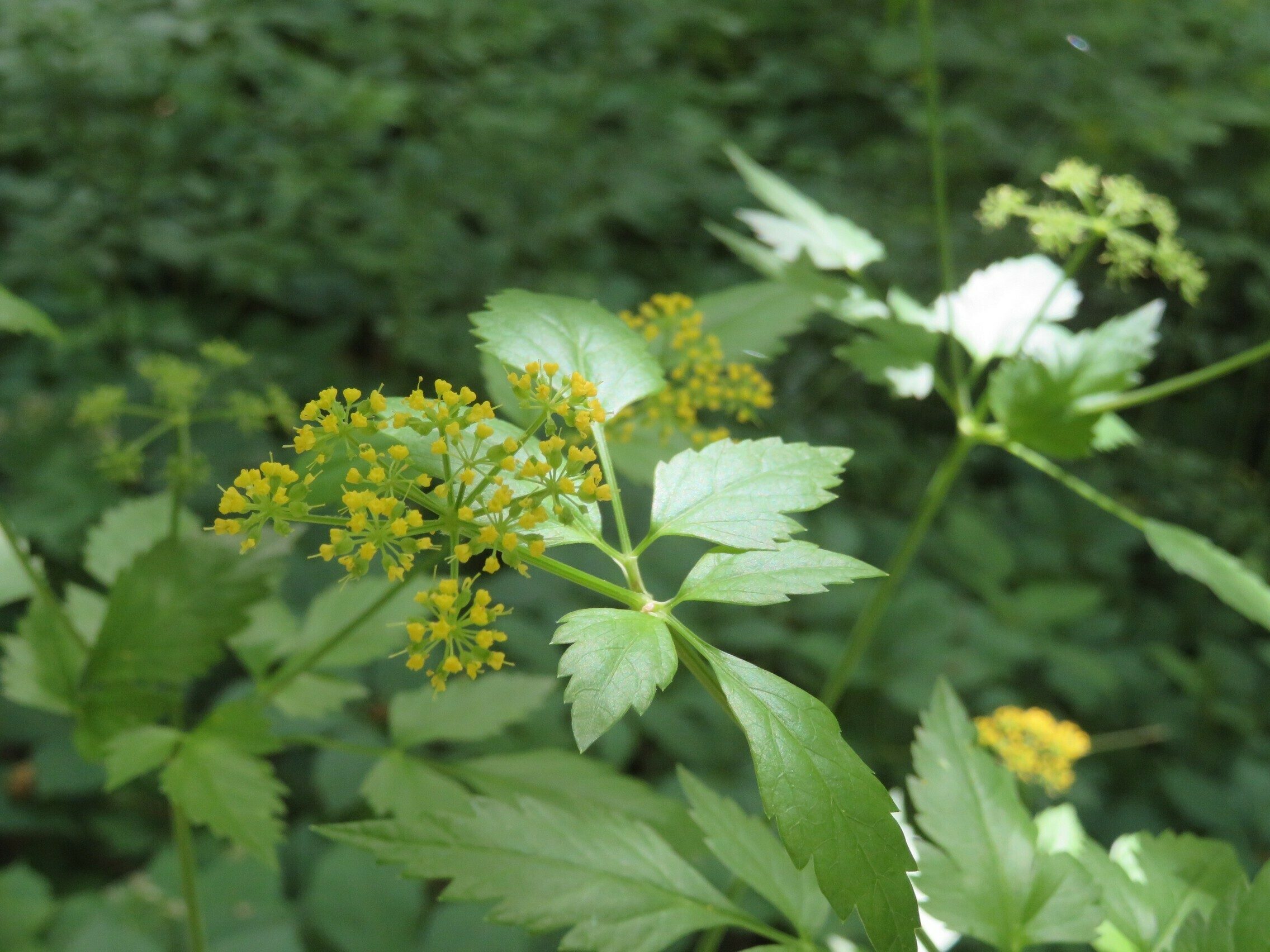 Golden Alexander (Zizia trifoliata)