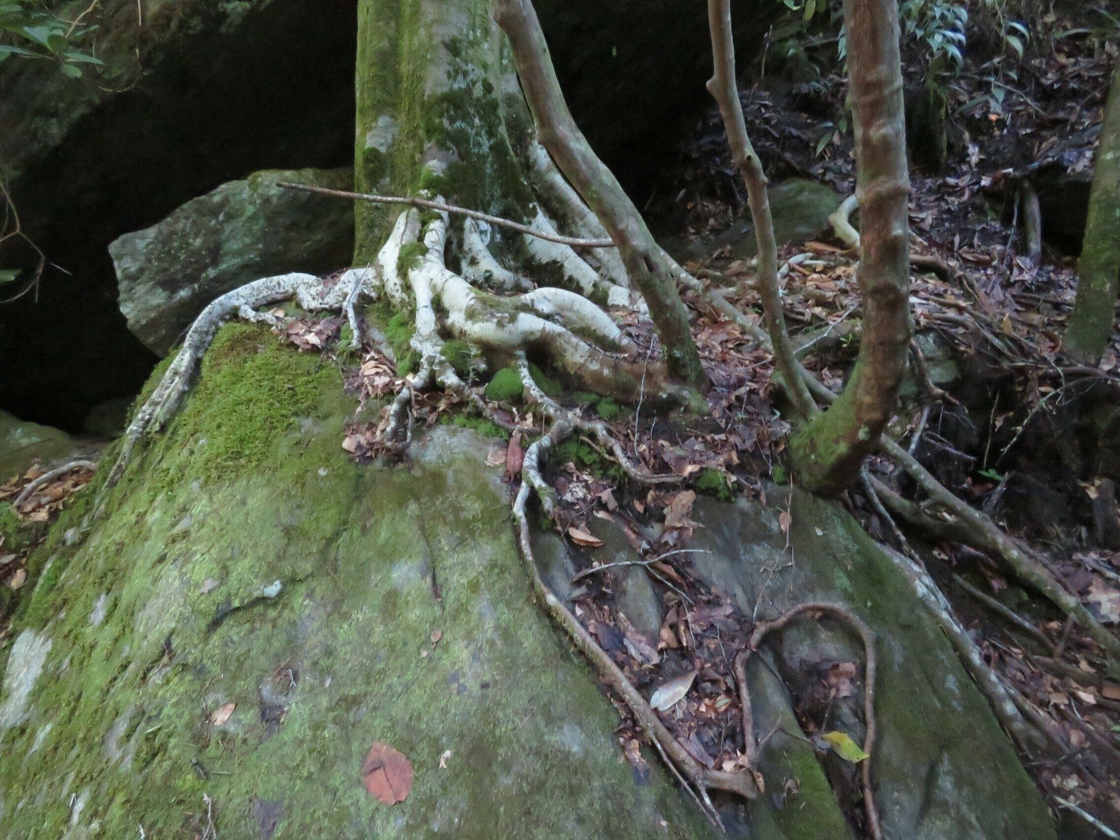 This American Birch Tree was just not going to give up.