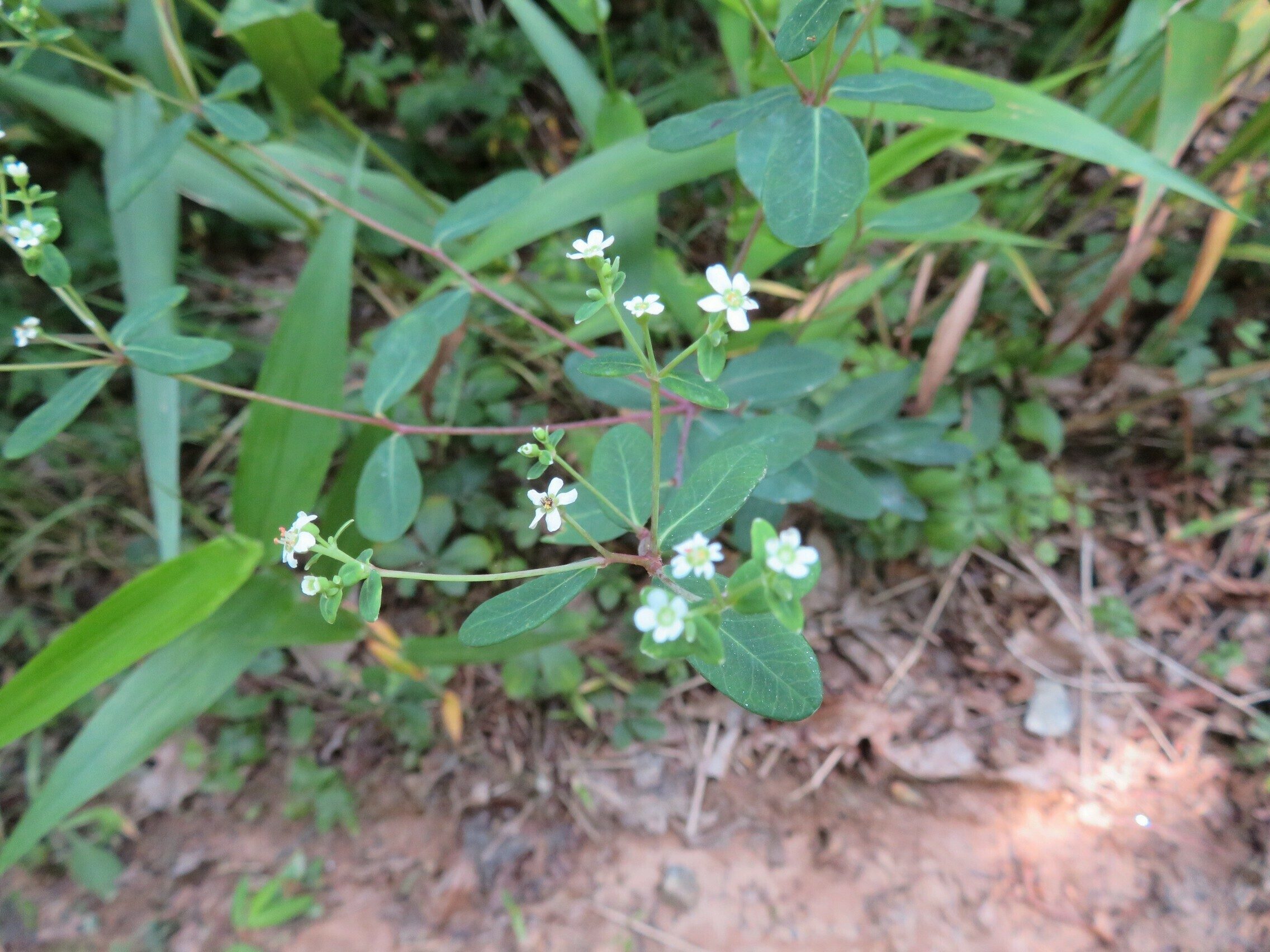 Flowering Spurge (Euphorbia corrllata)