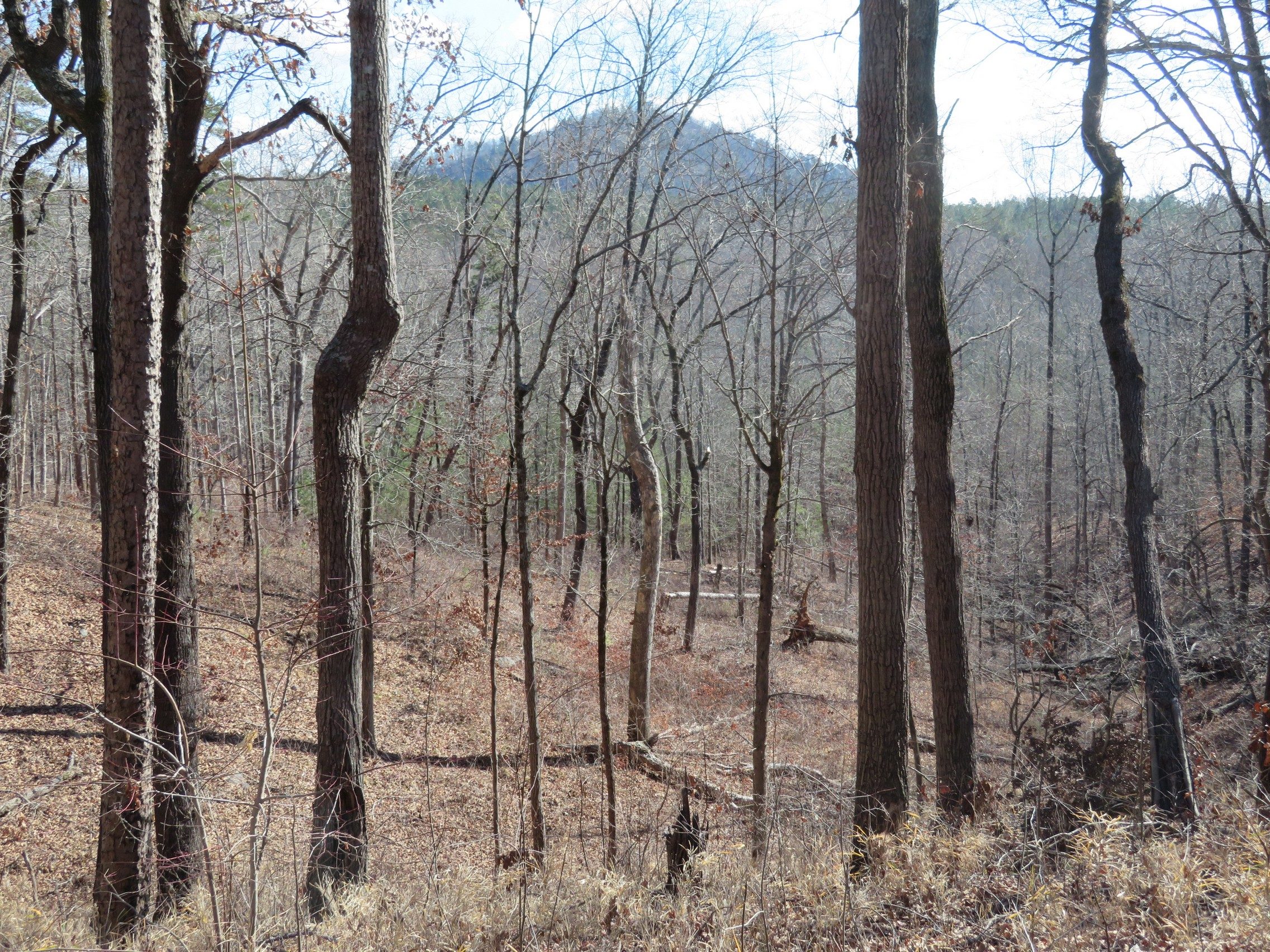 View of Currahee Mountain from the east side of Latham Cemetery Loop